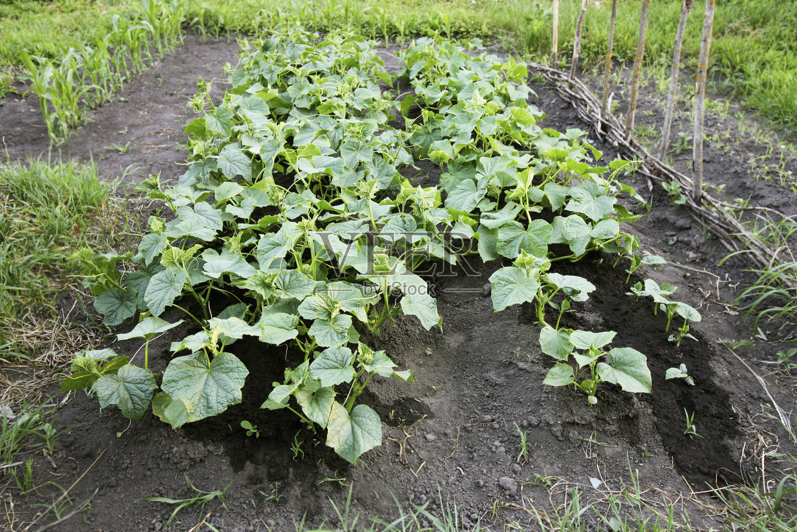 黄瓜在花园里成熟了。照片摄影图片