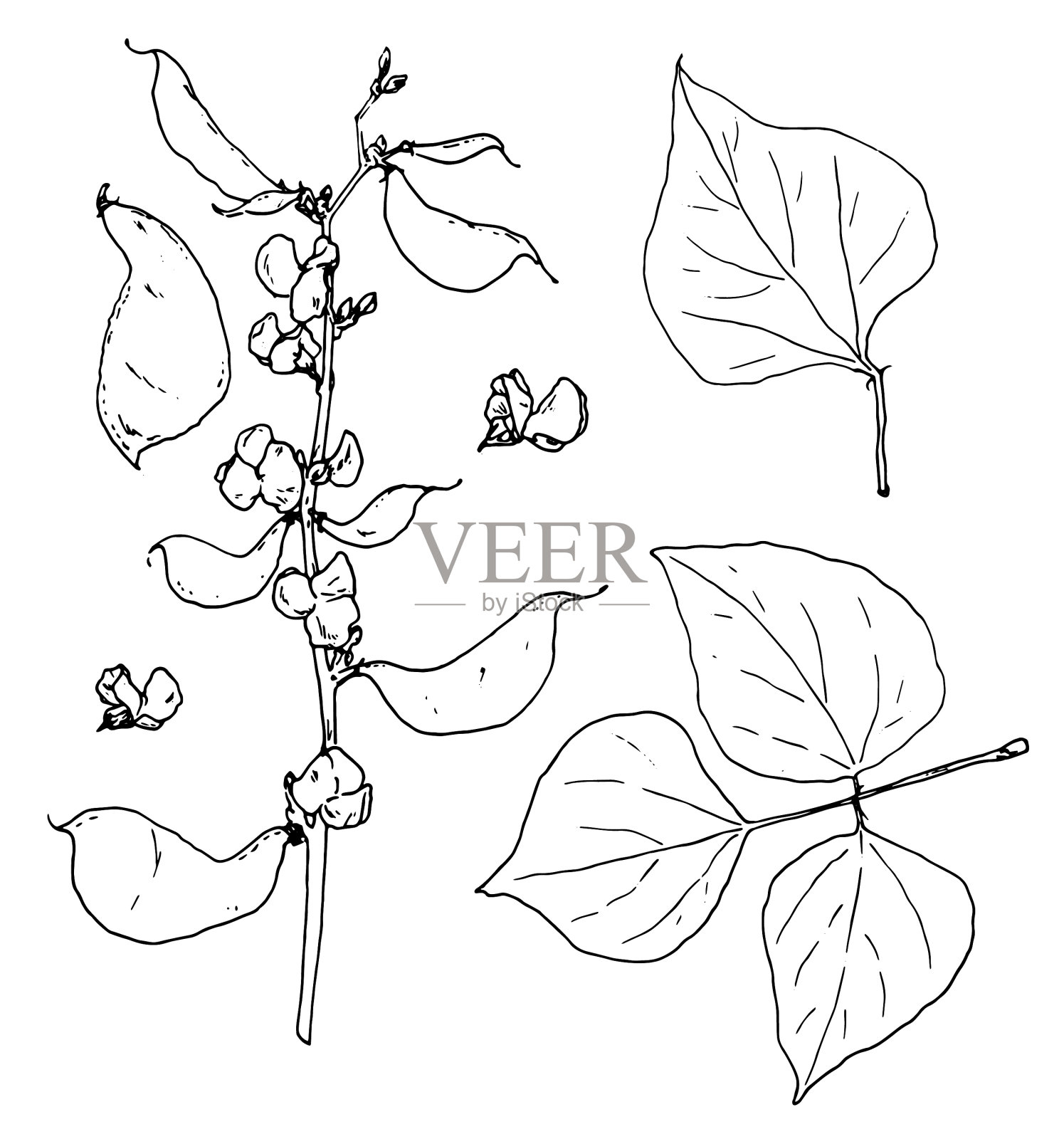 一组扁豆手绘的藤蔓设计元素图片