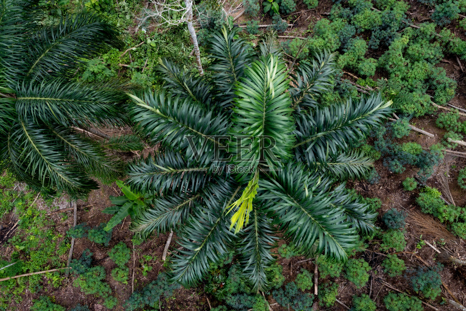 一棵有丝兰的chonta棕榈树的绿色明显的叶子的特写照片摄影图片