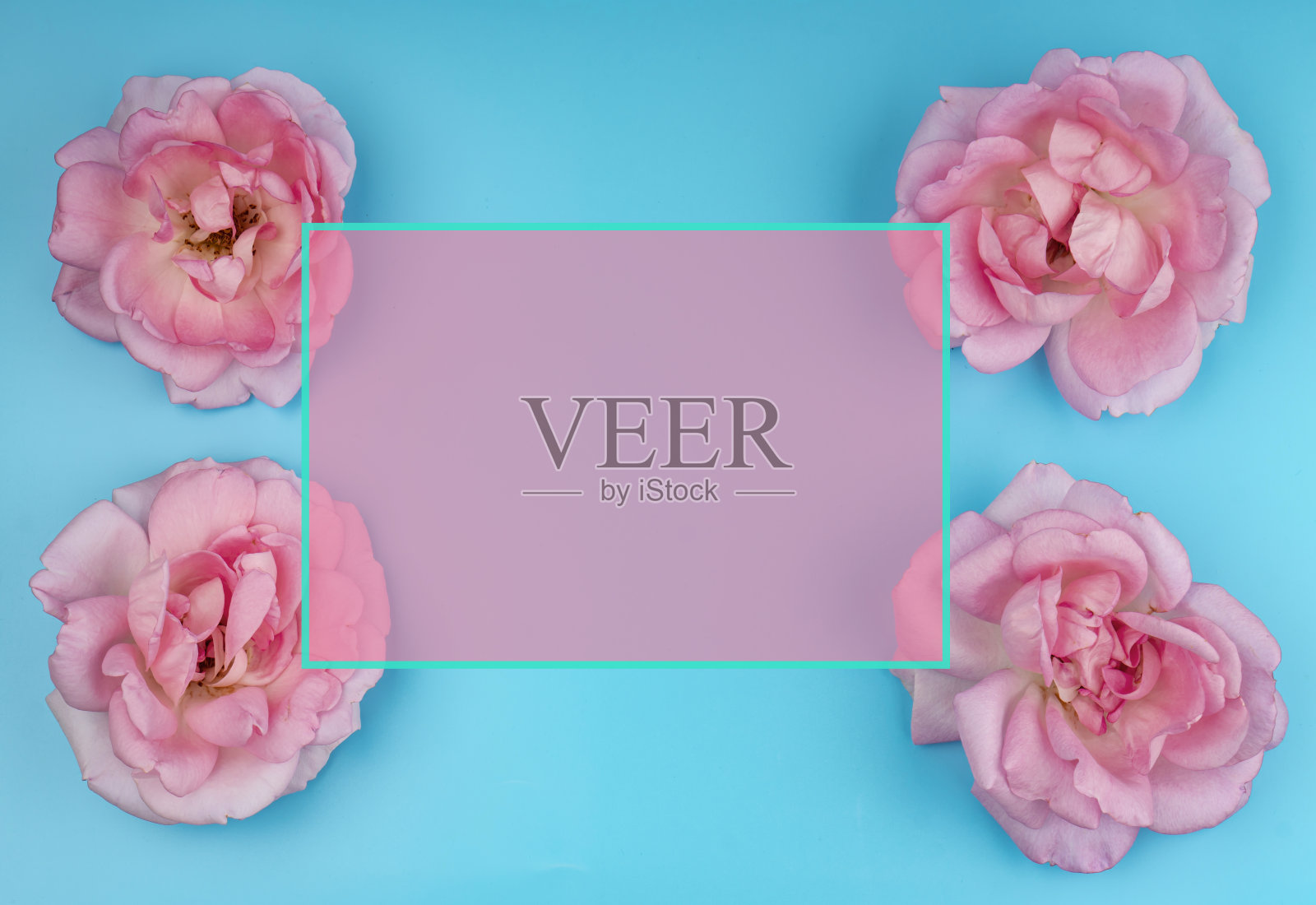 玫瑰花，在一个蓝色的背景，空间的文本在一个框架，旗帜模板照片摄影图片