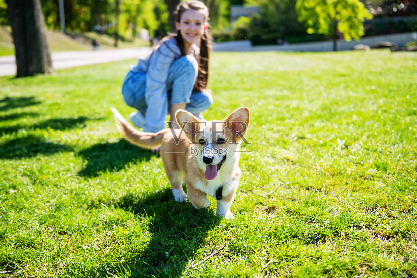 阳光明媚的日子里，彭布罗克威尔士柯基犬在绿色的草坪上散步。照片摄影图片