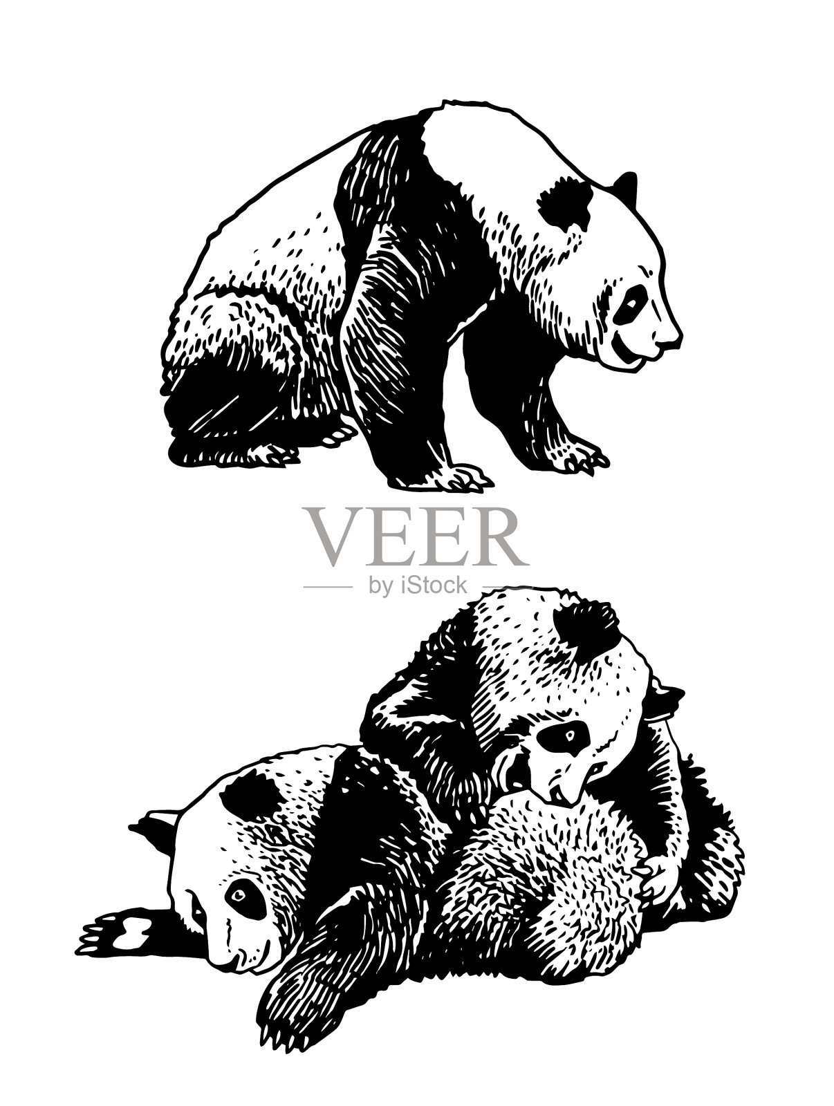 图形组大熊猫孤立在白色插画图片素材