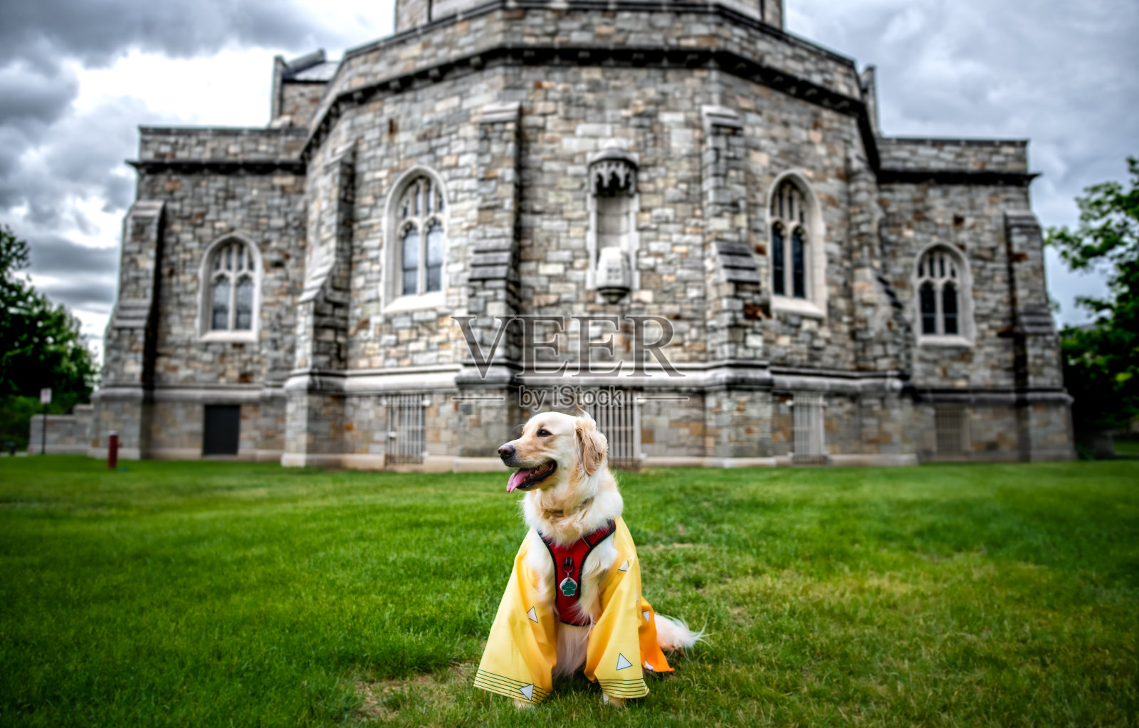 金毛寻回犬与古建筑照片摄影图片