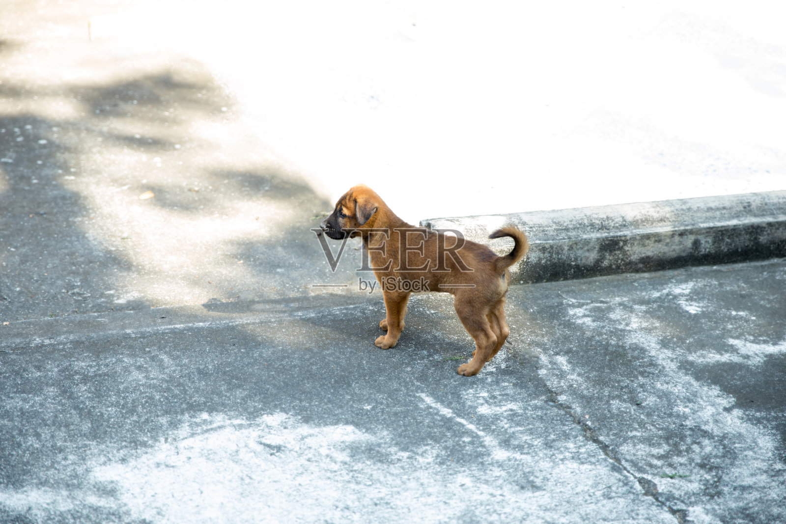 一只可爱的棕色小狗在水泥地板上玩耍，有选择性地集中注意力照片摄影图片