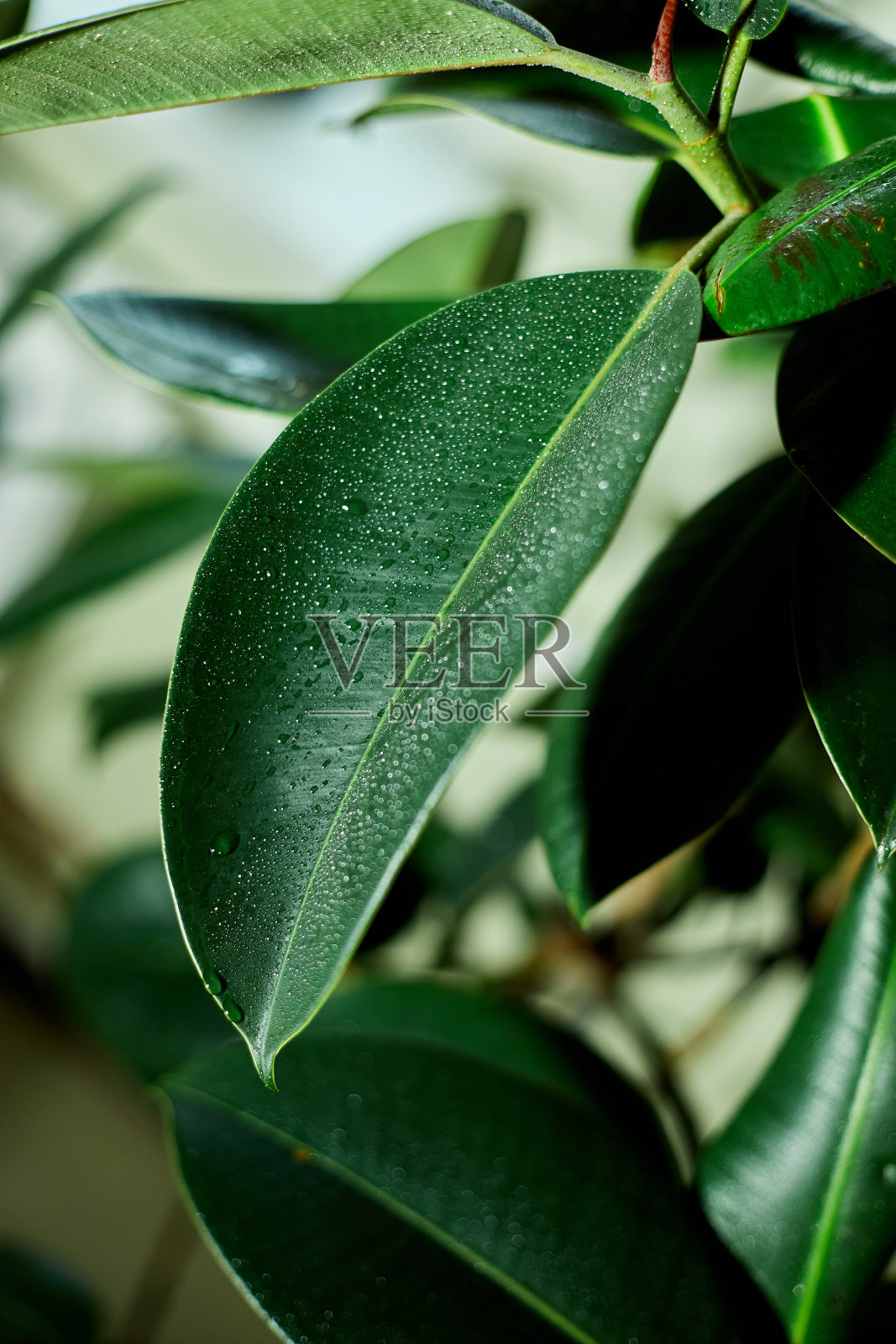 闭家植物橡胶植物或榕树弹力带水滴，家植物护理理念照片摄影图片