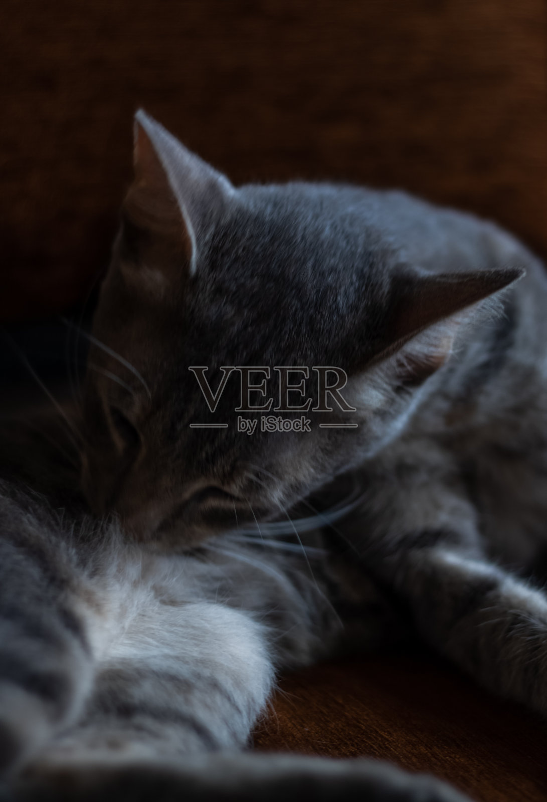 猫梳理照片摄影图片