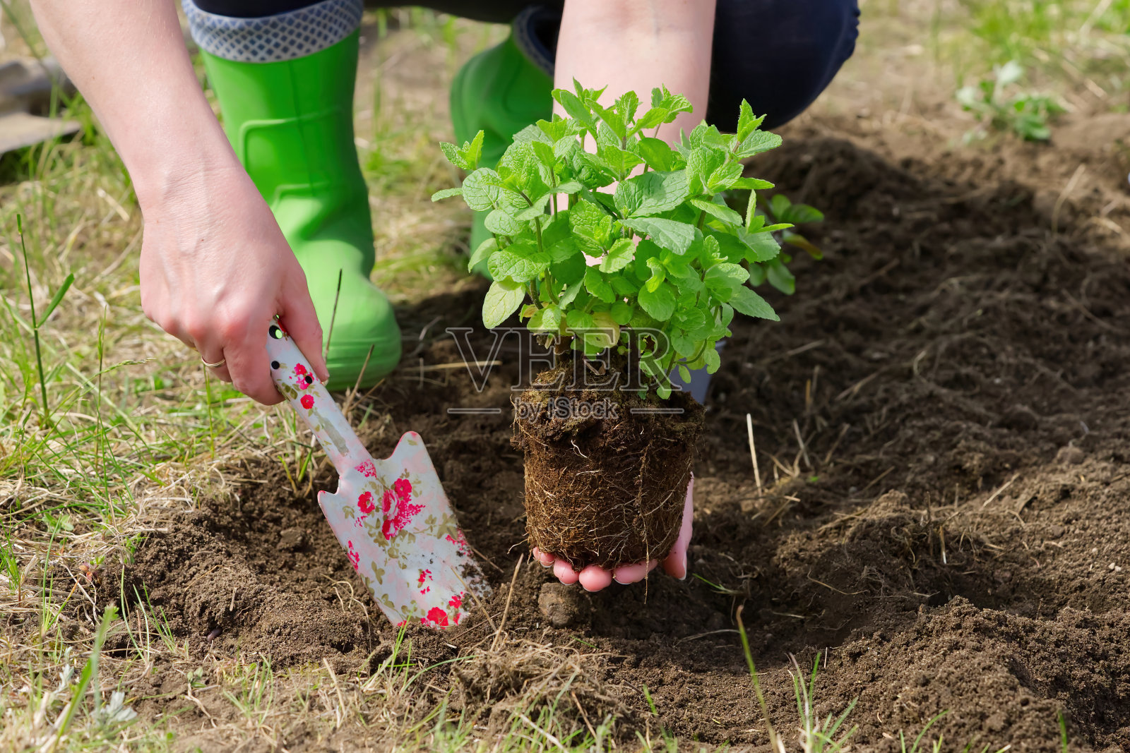 女人在花园里重新种植新鲜的薄荷照片摄影图片