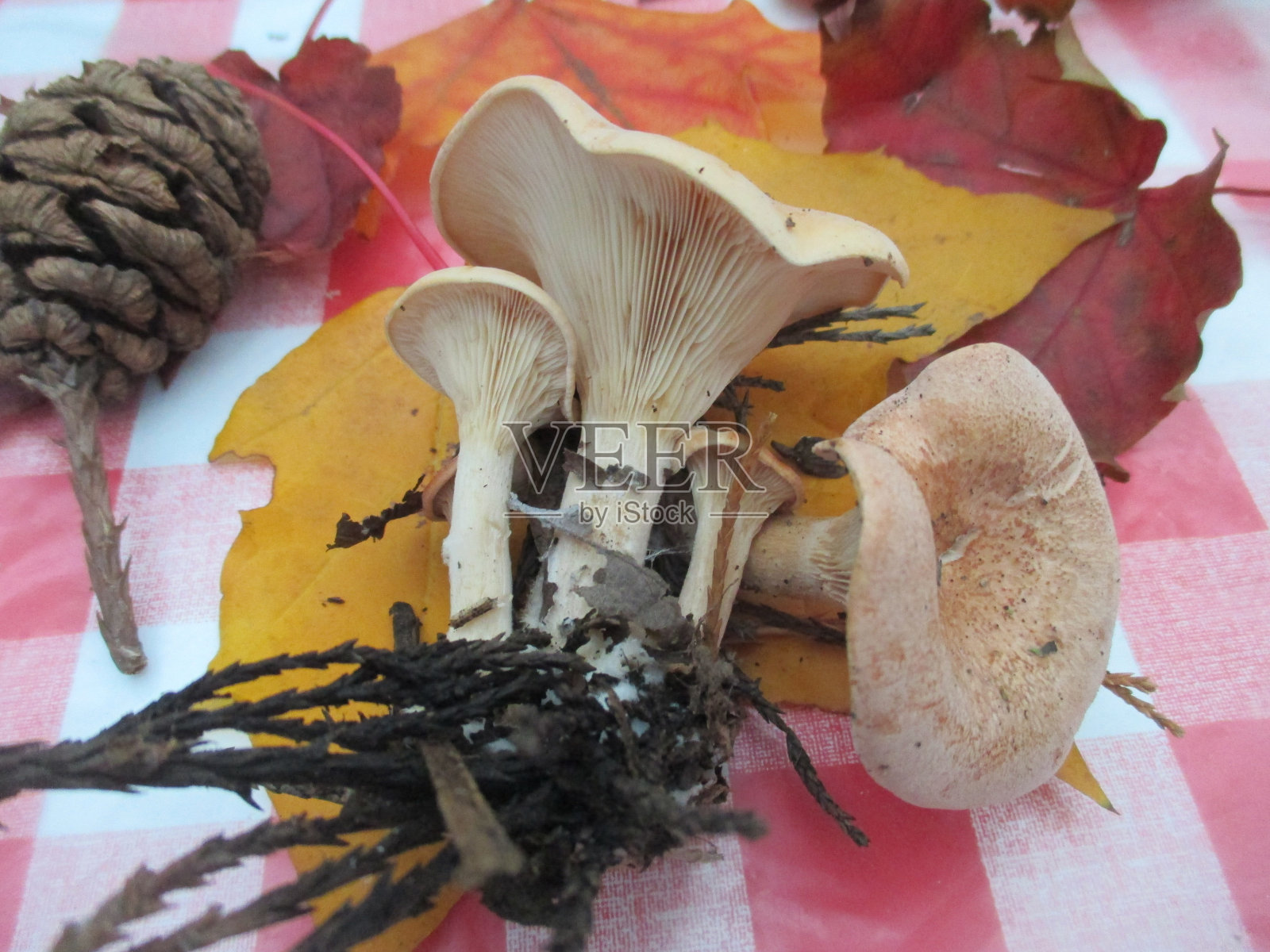 鸡油菌香菇松果红杉秋叶照片摄影图片