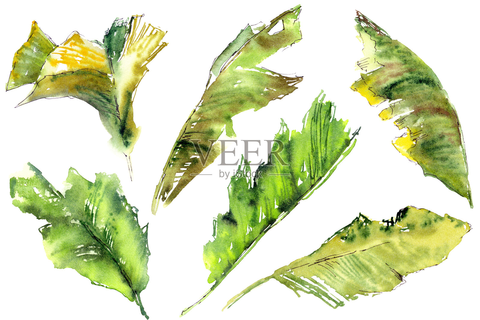 绿色的热带树叶。水彩树叶画。叶子束生态风格卡装饰。夏天装饰元素。插画图片素材