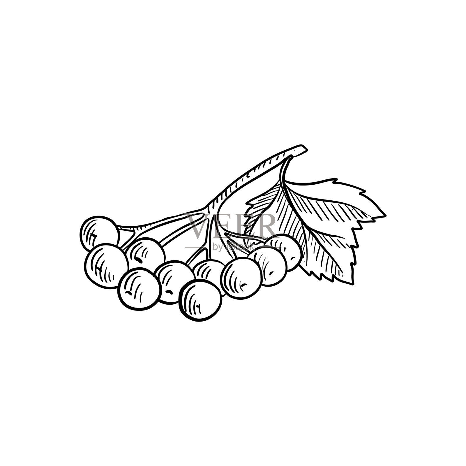 画野玫瑰浆果的草图设计元素图片