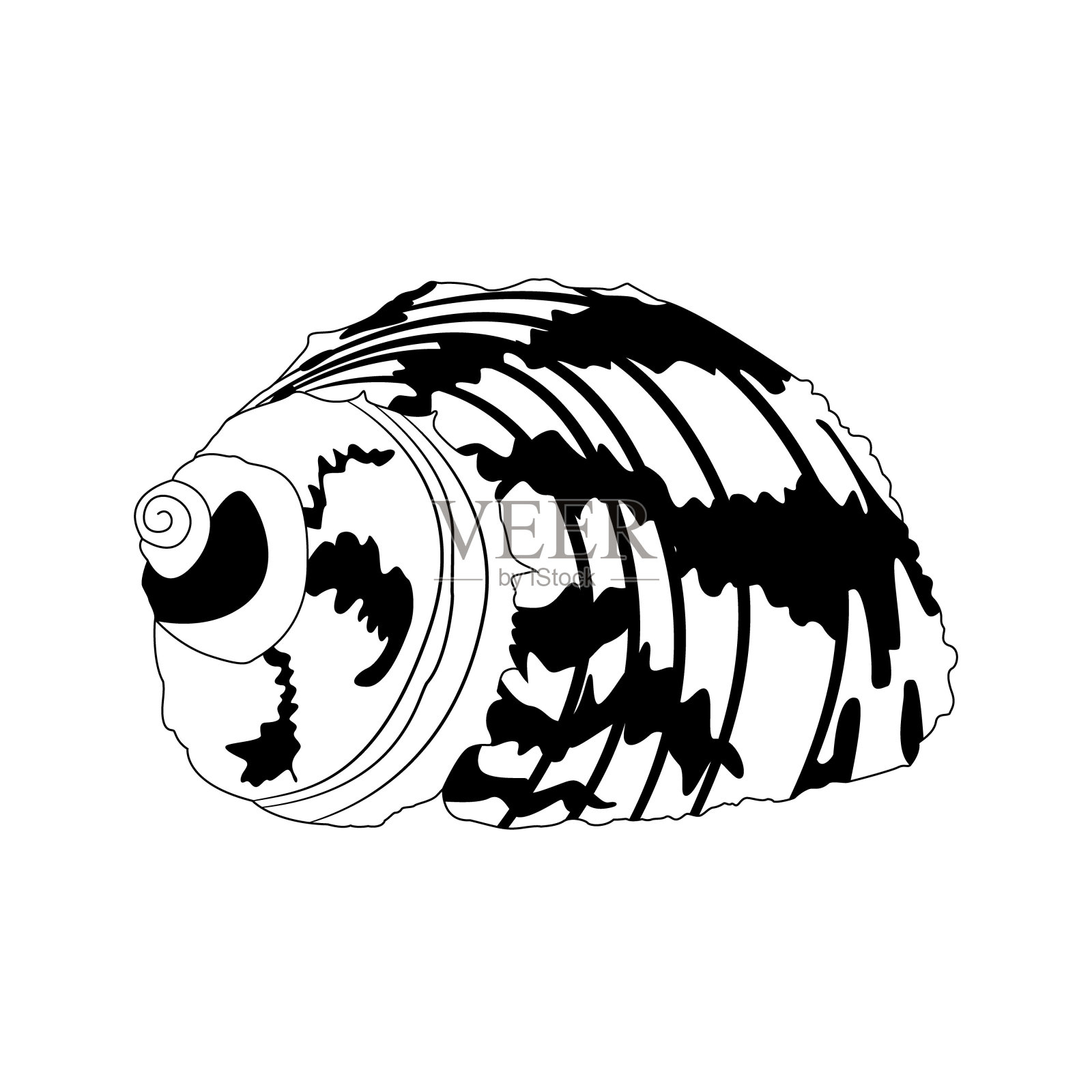 矢量图像的一个壳在涂鸦风格。孤立的一个壳的黑白插图插画图片素材