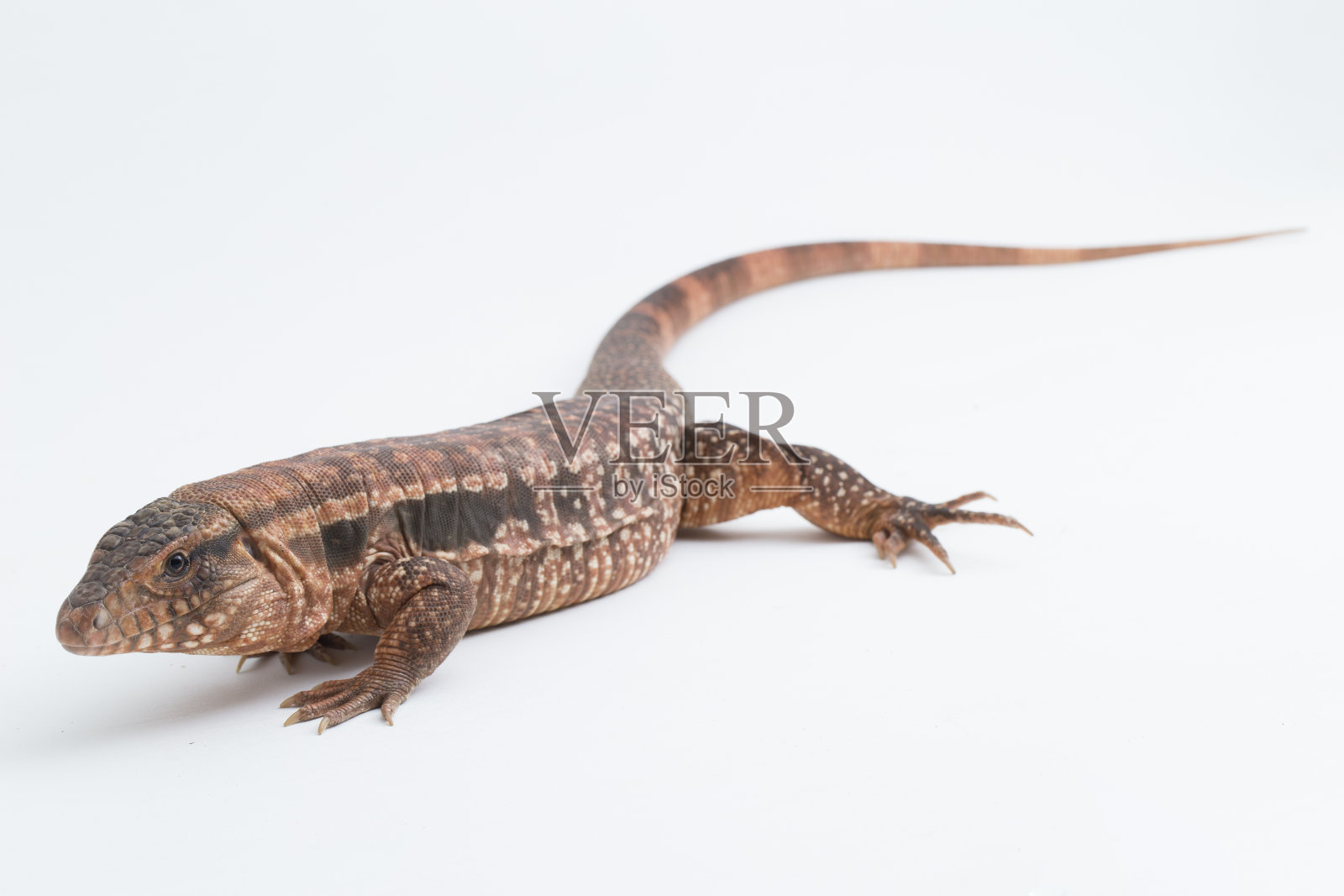 白色背景下的红色tegu蜥蜴Salvator rufescens照片摄影图片