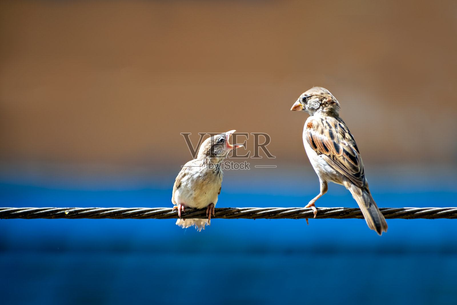 刚出生的饥饿小麻雀勉强在电线上保持平衡，父母给它喂食。照片摄影图片