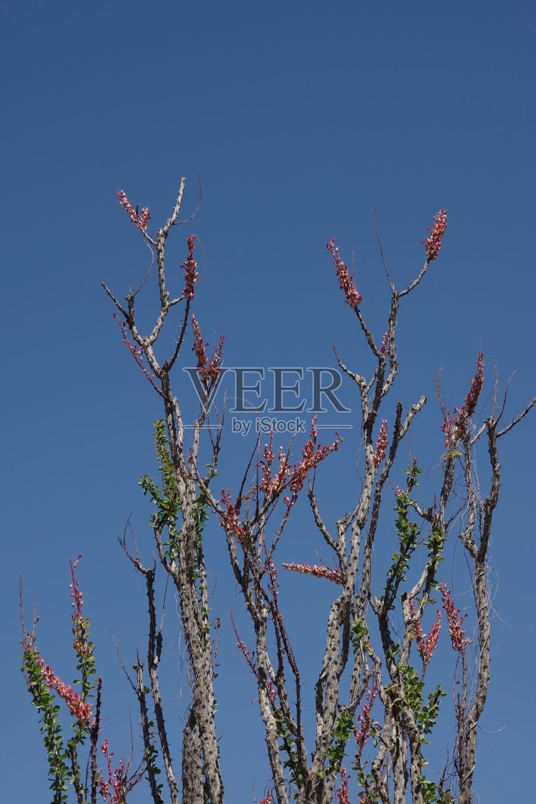 马鞭蓝天照片摄影图片