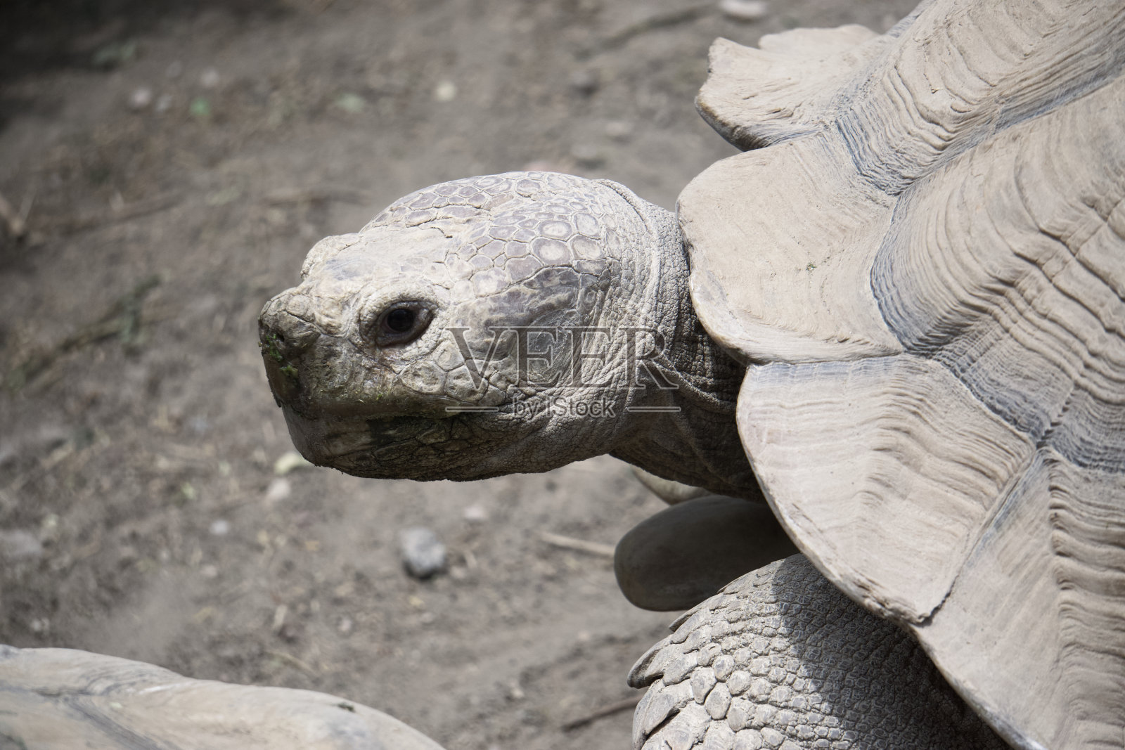 一只巨大的乌龟探出头来照片摄影图片
