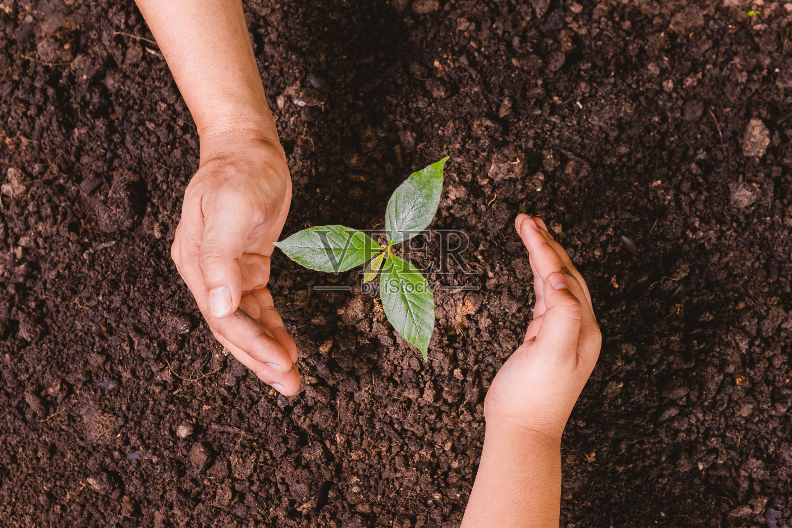 一棵小树，一双小手正在温柔地种树。照片摄影图片