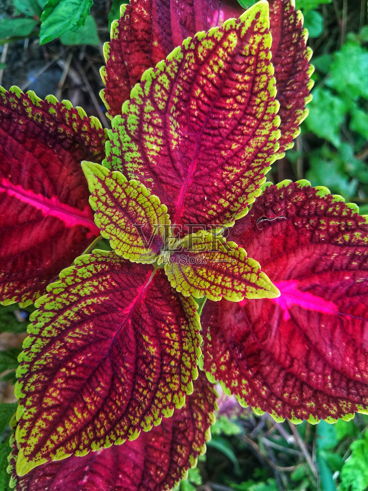 细细的黄色混合着红色的花照片摄影图片