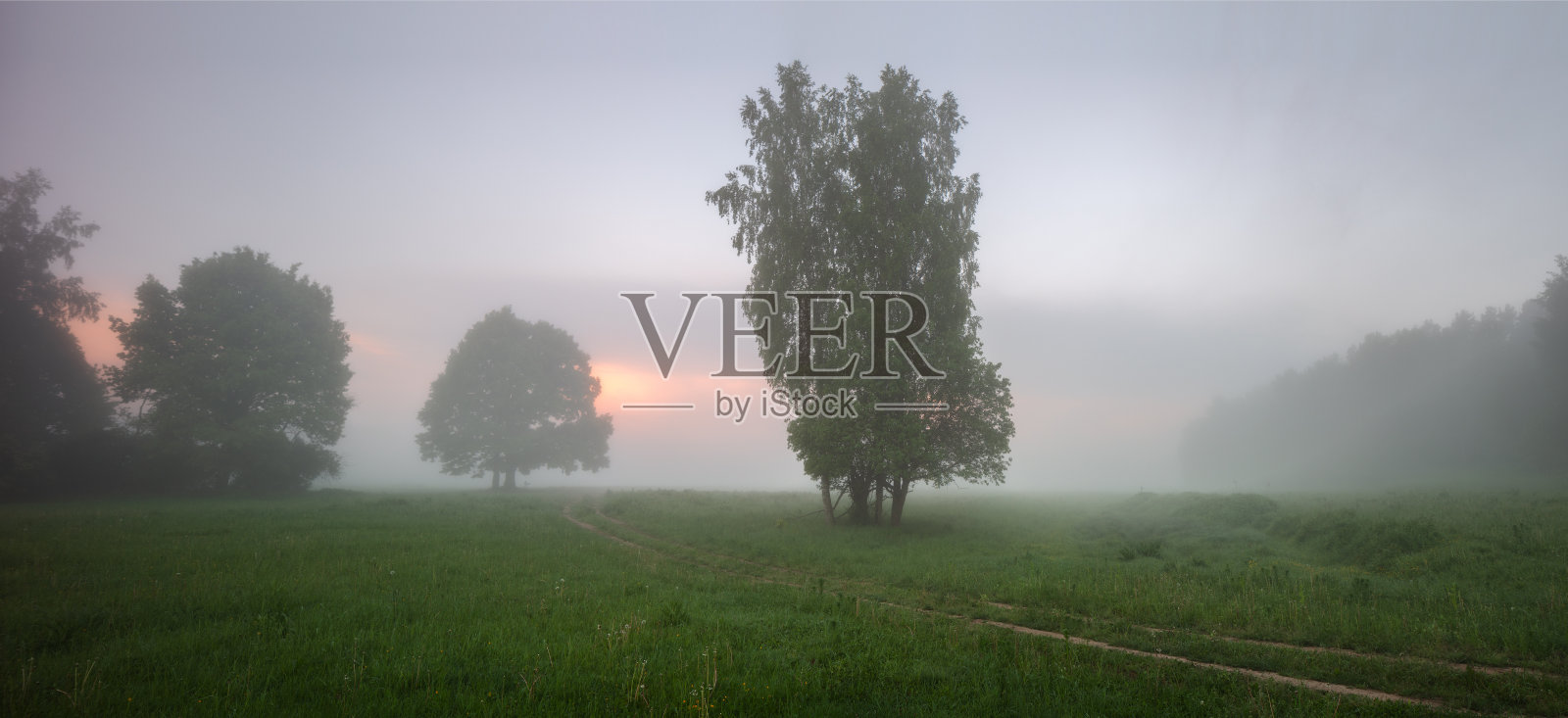 乡村的晨雾与树木景观照片摄影图片