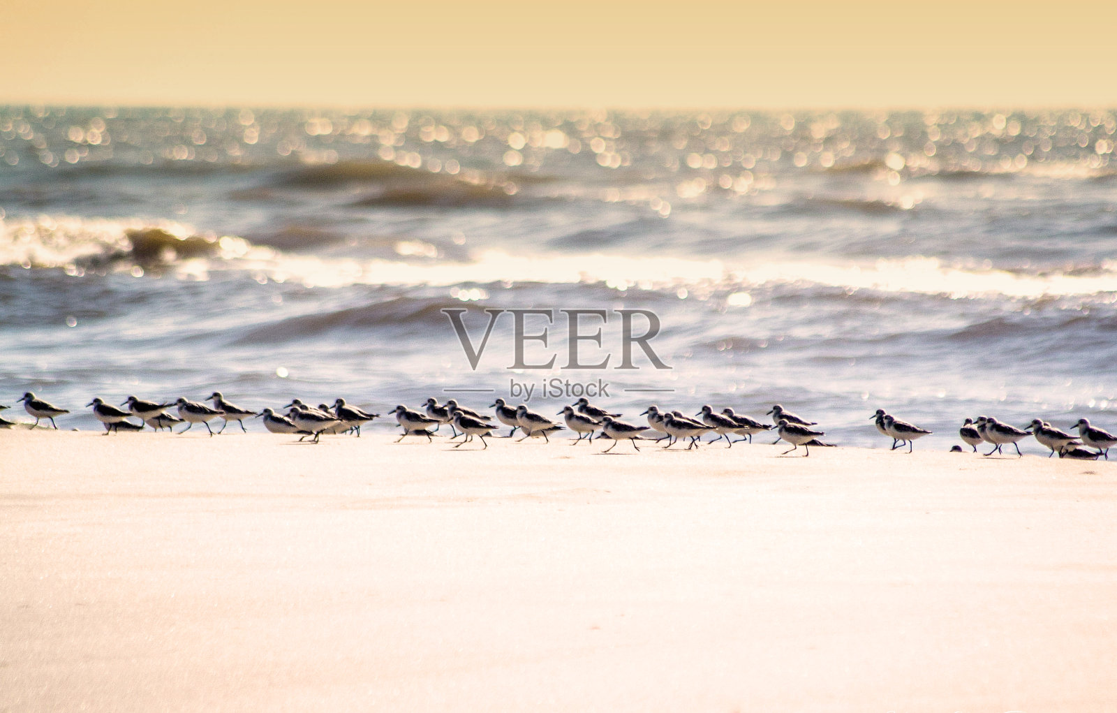 海边的一群鸟照片摄影图片