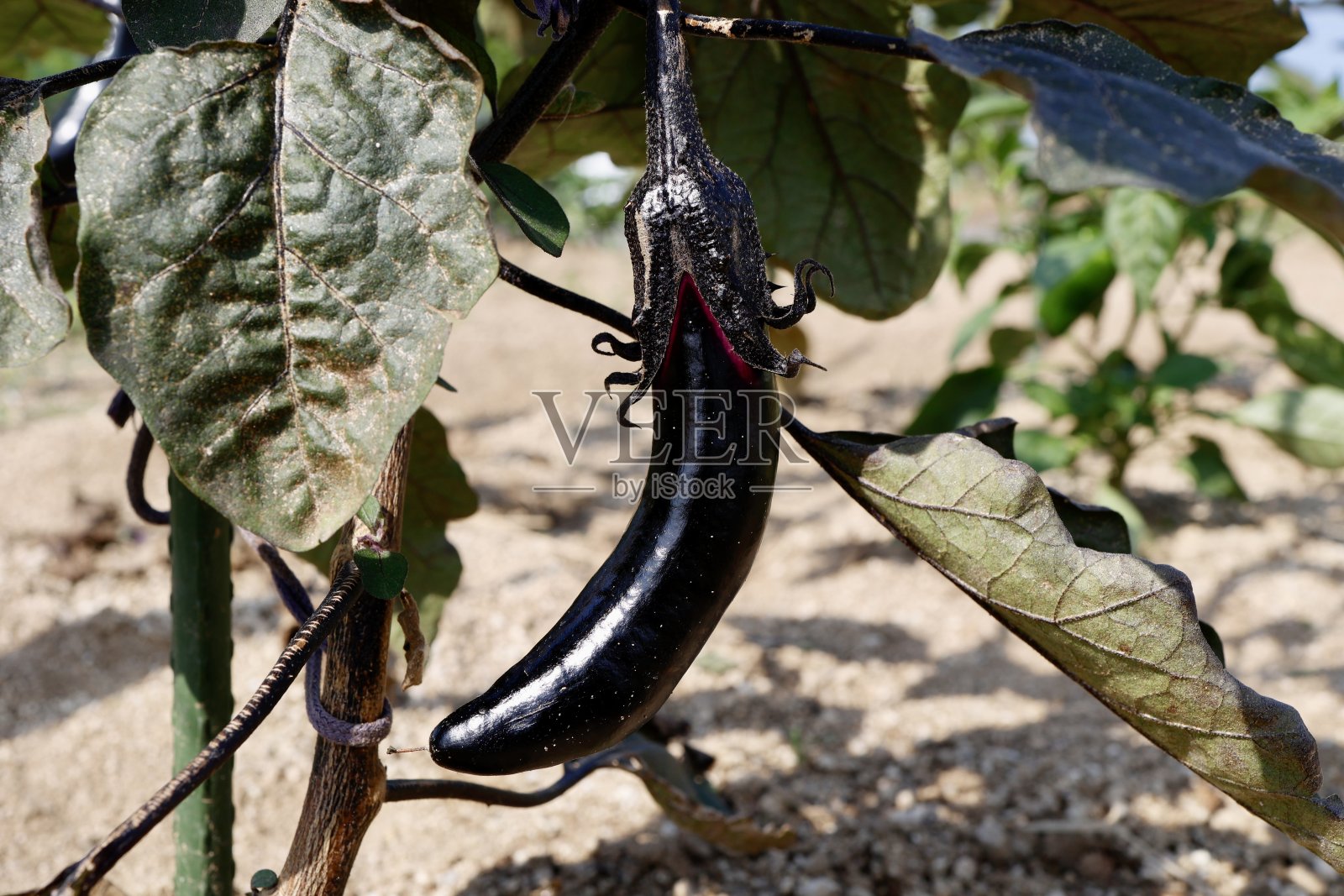 茄子照片摄影图片