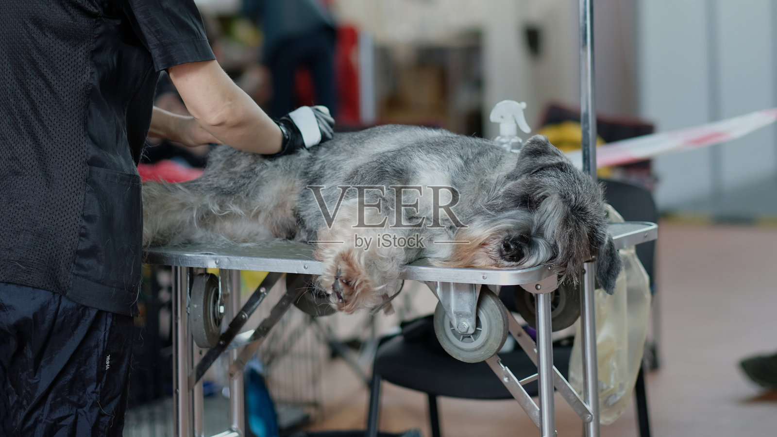在兽医诊所的理发店里的迷你雪纳瑞照片摄影图片