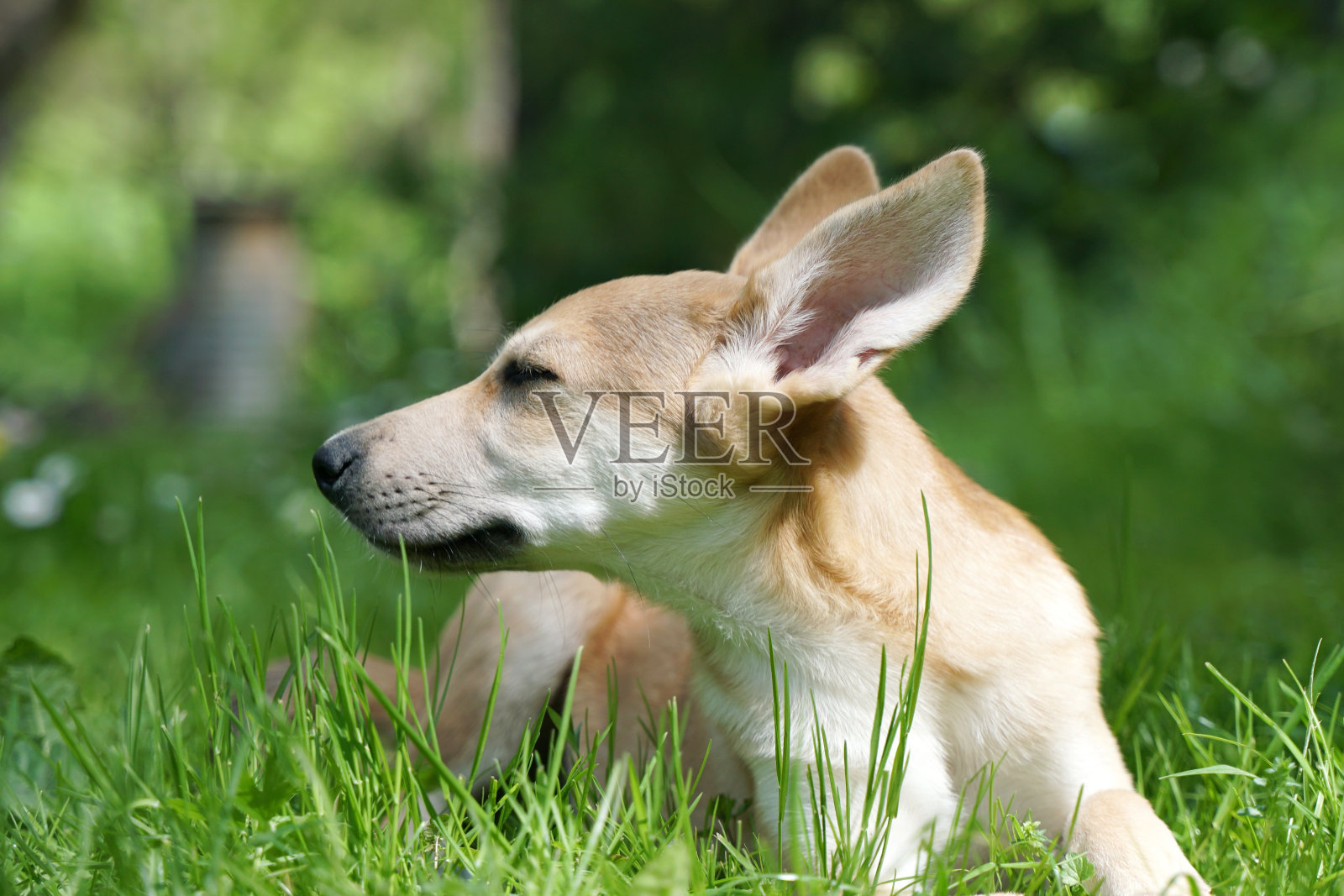小狗的大耳朵。小狗躺在草地上看照片摄影图片