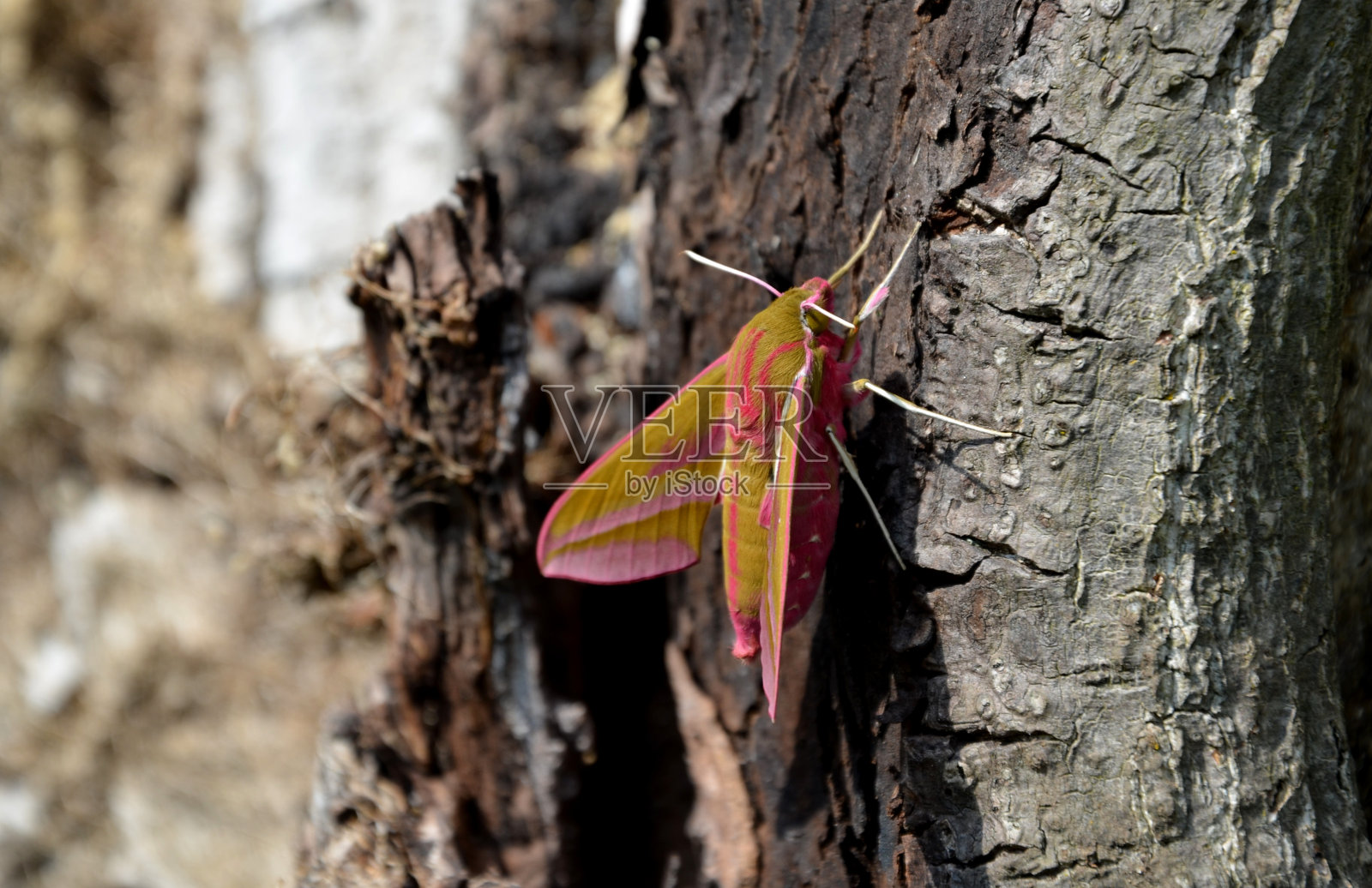 粉红色的飞蛾是一个真正的帅哥，优雅又可爱的胖乎乎的身体。它的翼展达到65毫米，坐在树上，一个小女孩在玩它并拍照照片摄影图片