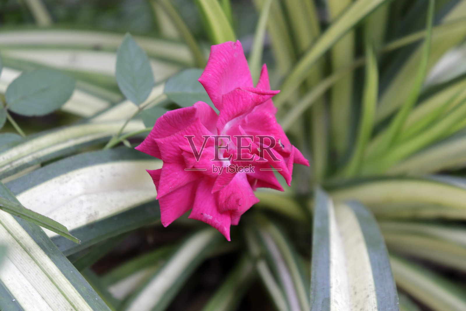 粉红色的玫瑰在花园里照片摄影图片