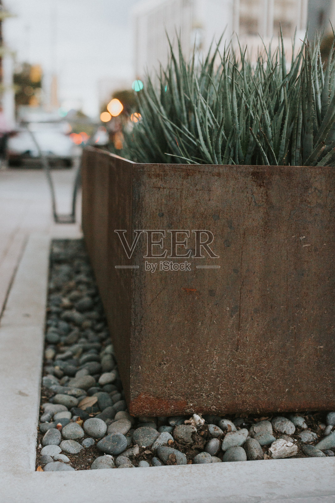 城市花卉种植园主照片摄影图片