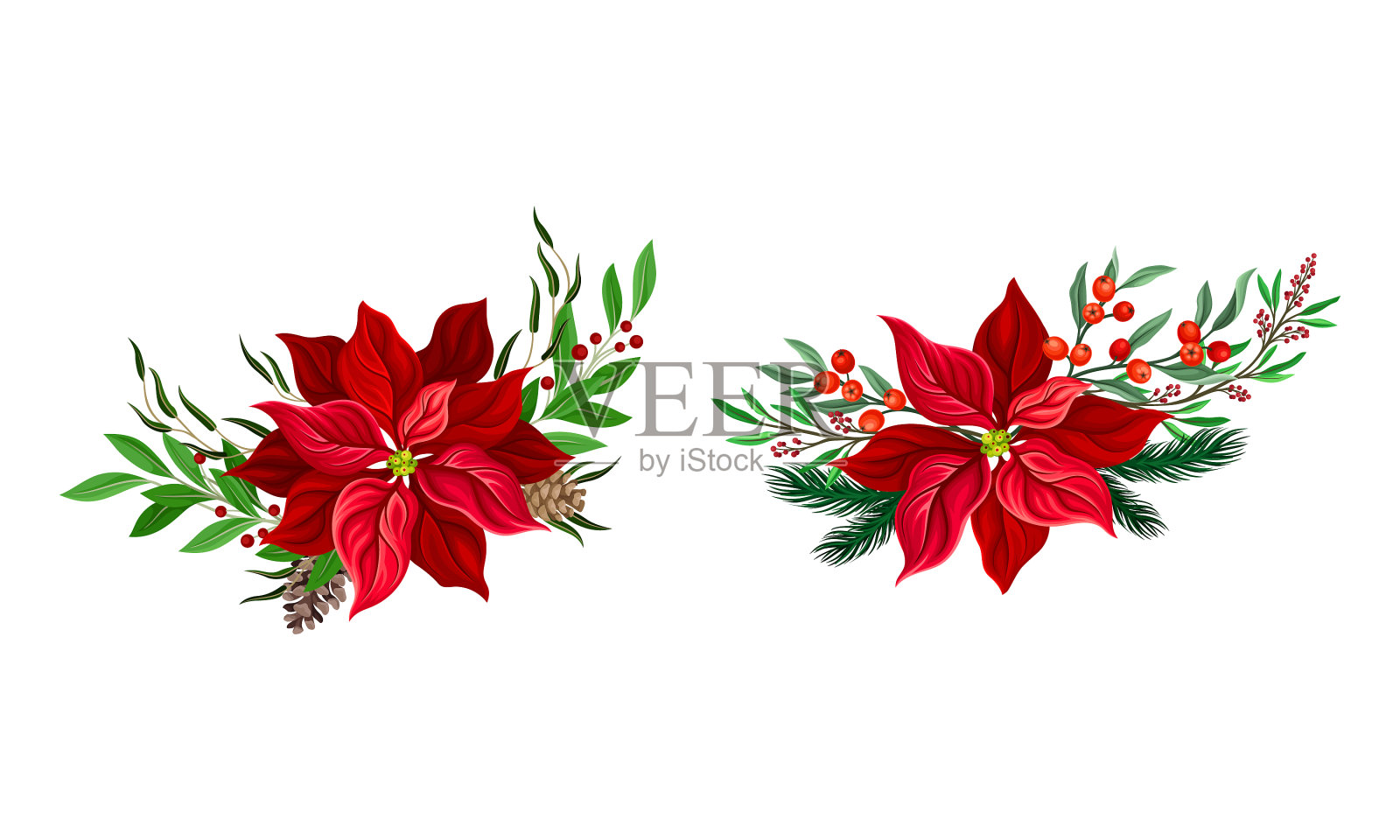红色的一品红装饰圣诞插画图片素材