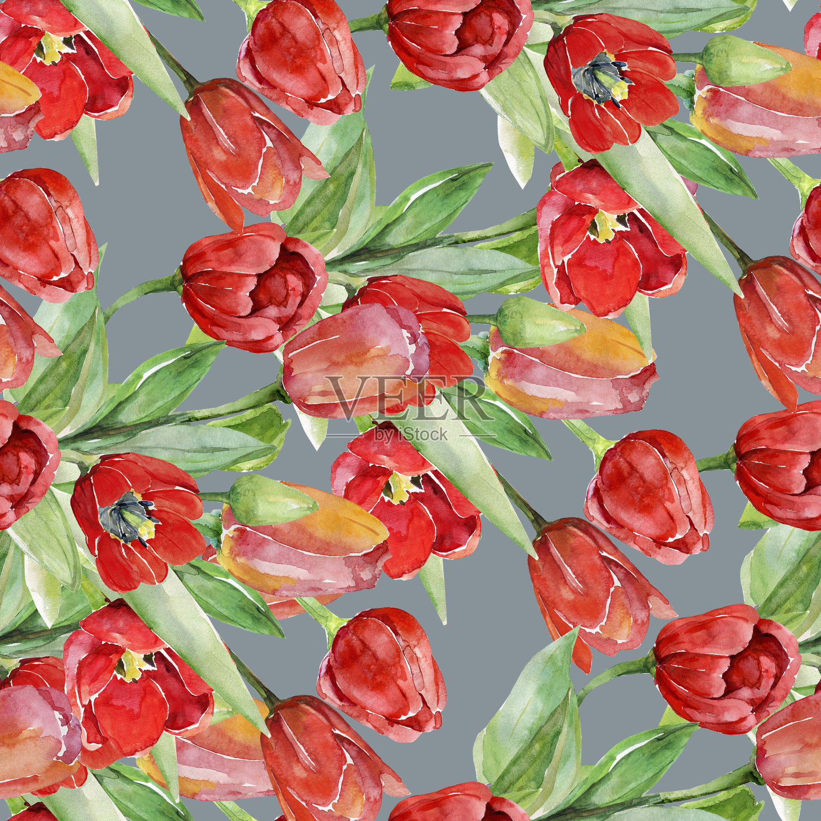 郁金香。插画图片素材