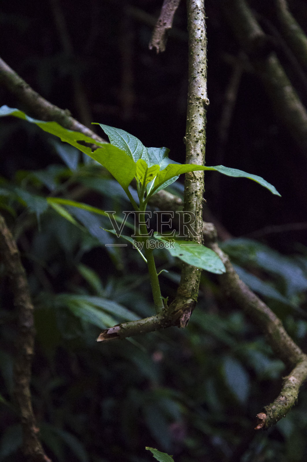森林里，枝干、新生、翠绿、绿叶照片摄影图片
