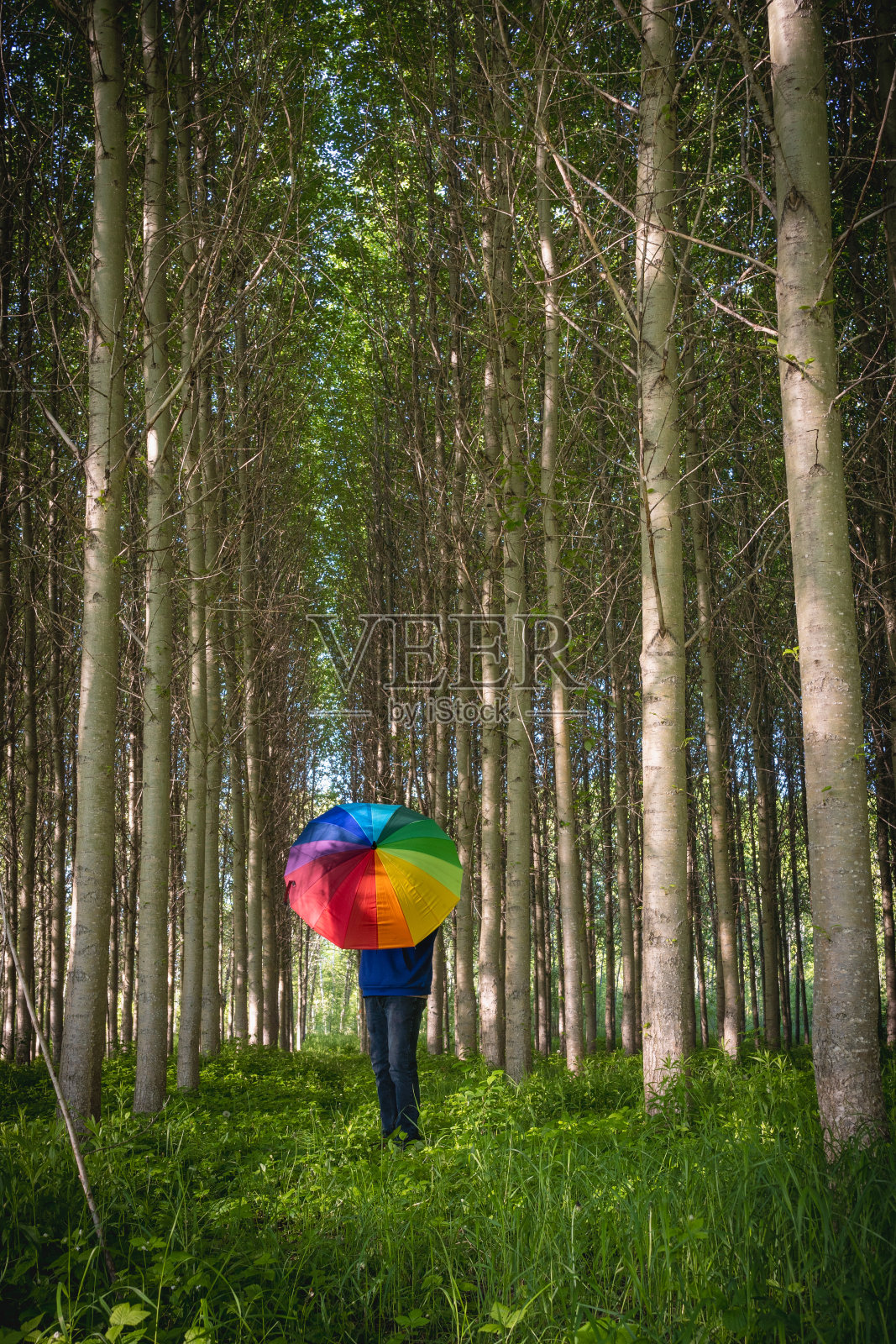 森林里的伞照片摄影图片