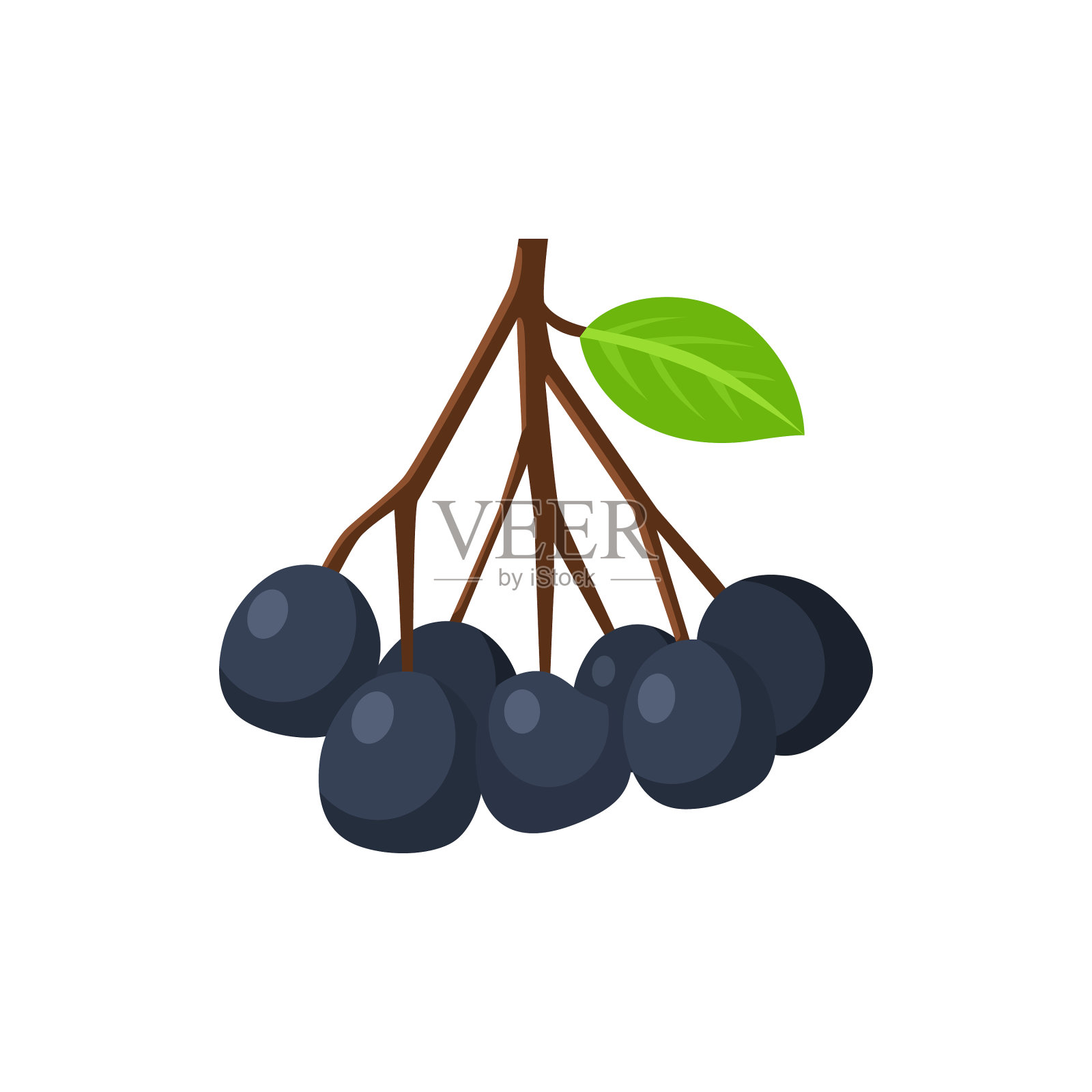 扁平的黑色洋莓，在白色上分离设计元素图片