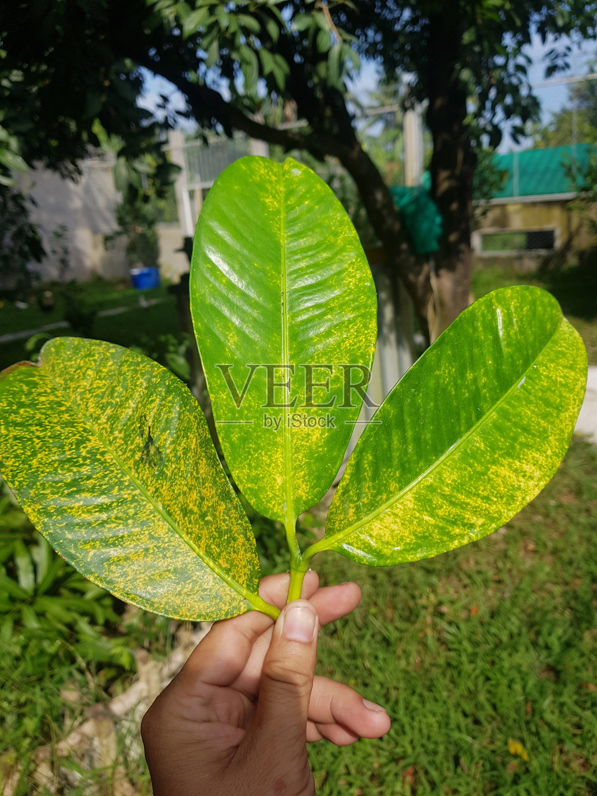 越南山竹果红鳞虫害照片摄影图片