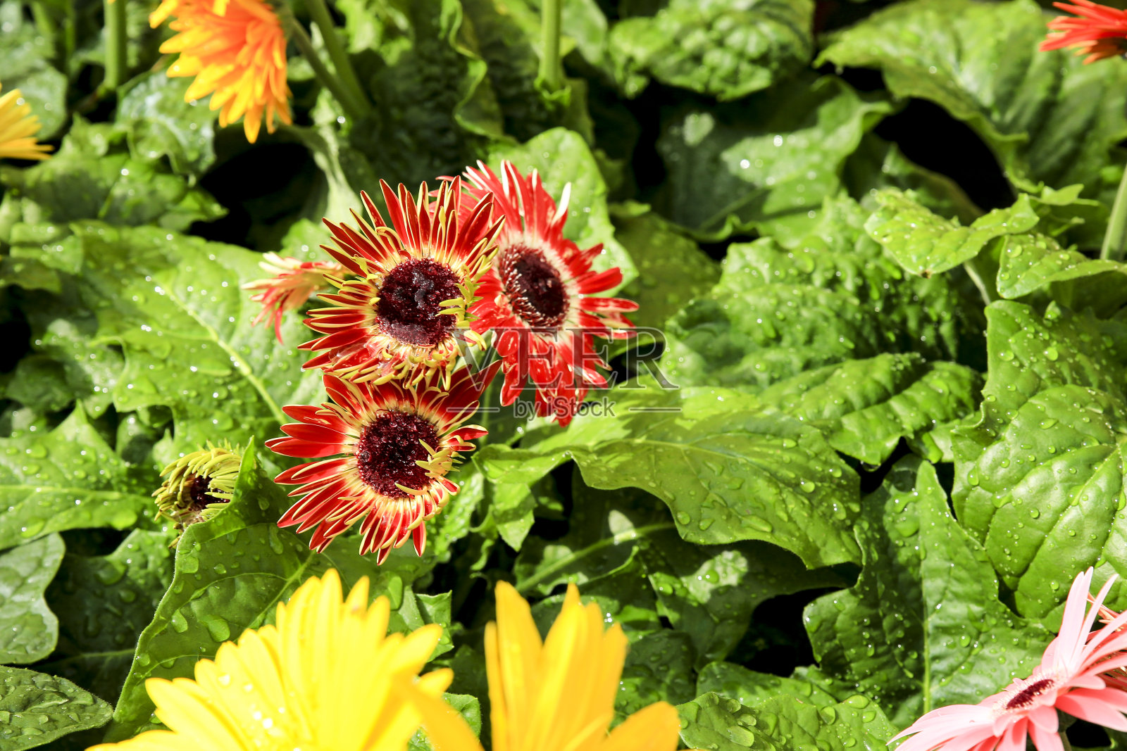 花园里种植的非洲菊照片摄影图片