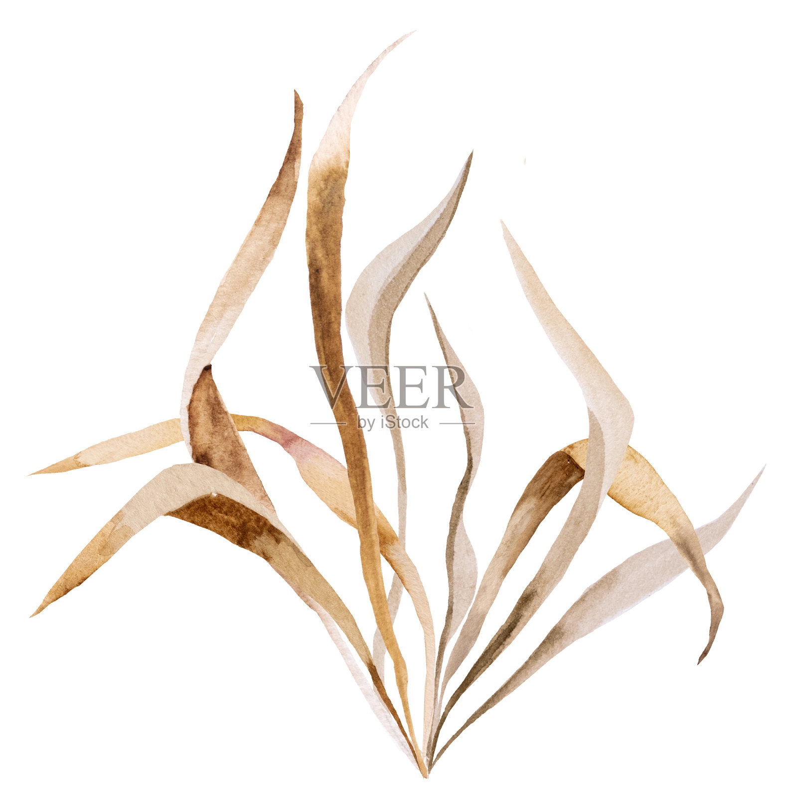 水彩米色干草叶，热带波西米亚插图插画图片素材