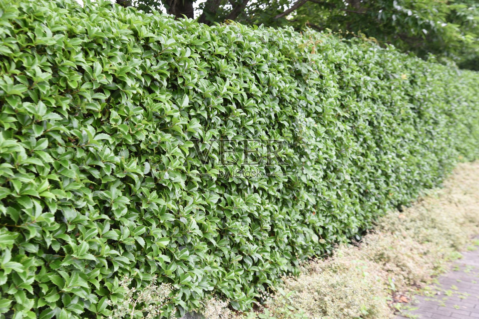 财富的桂花树篱。照片摄影图片