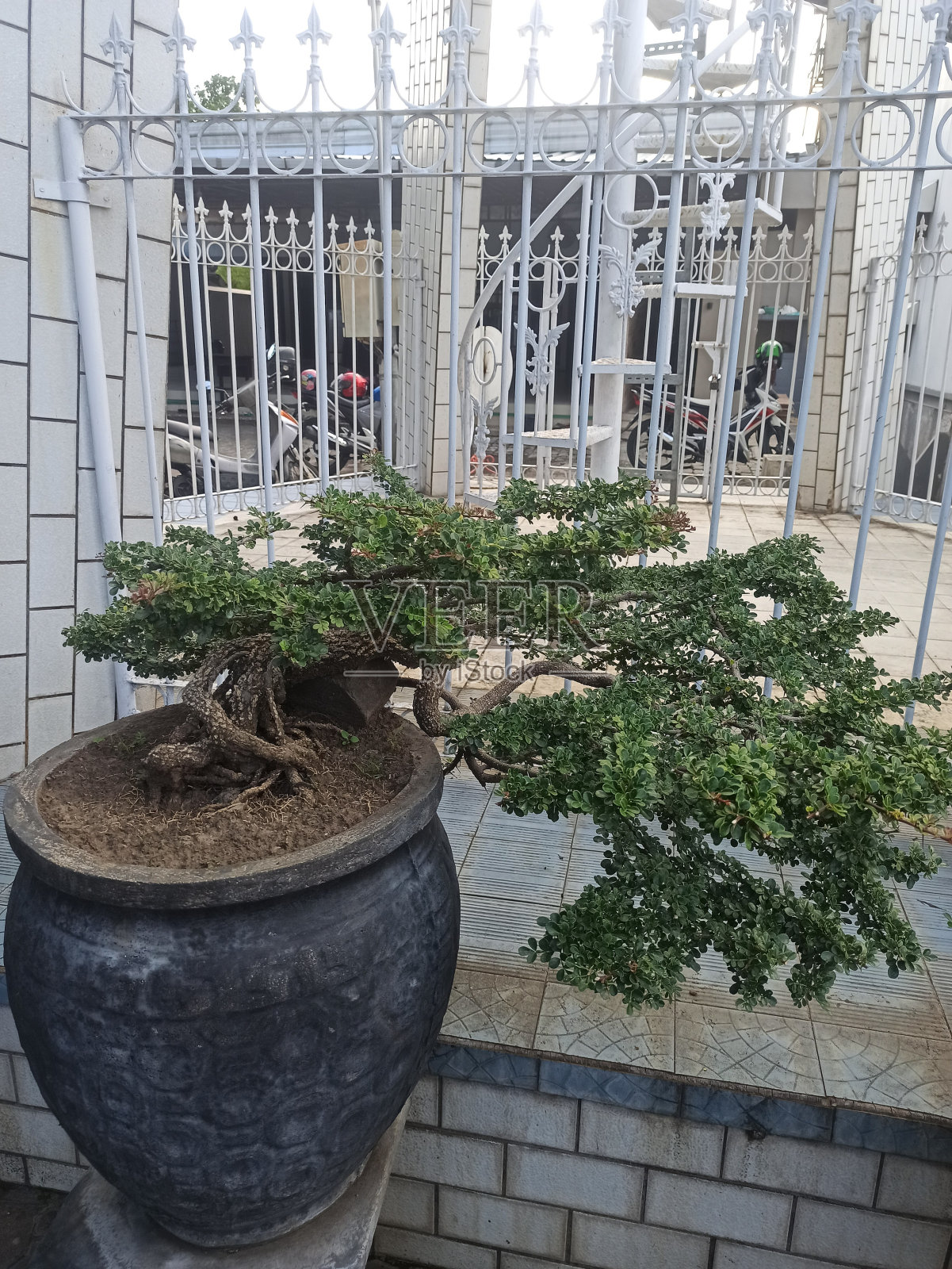 盆栽2照片摄影图片