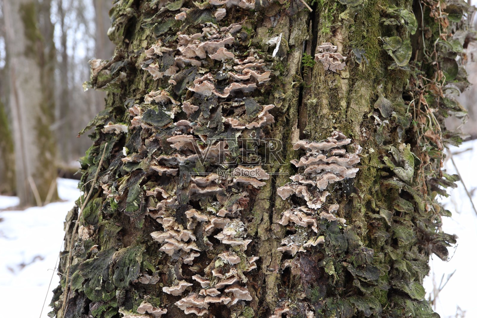 森林里的真菌照片摄影图片