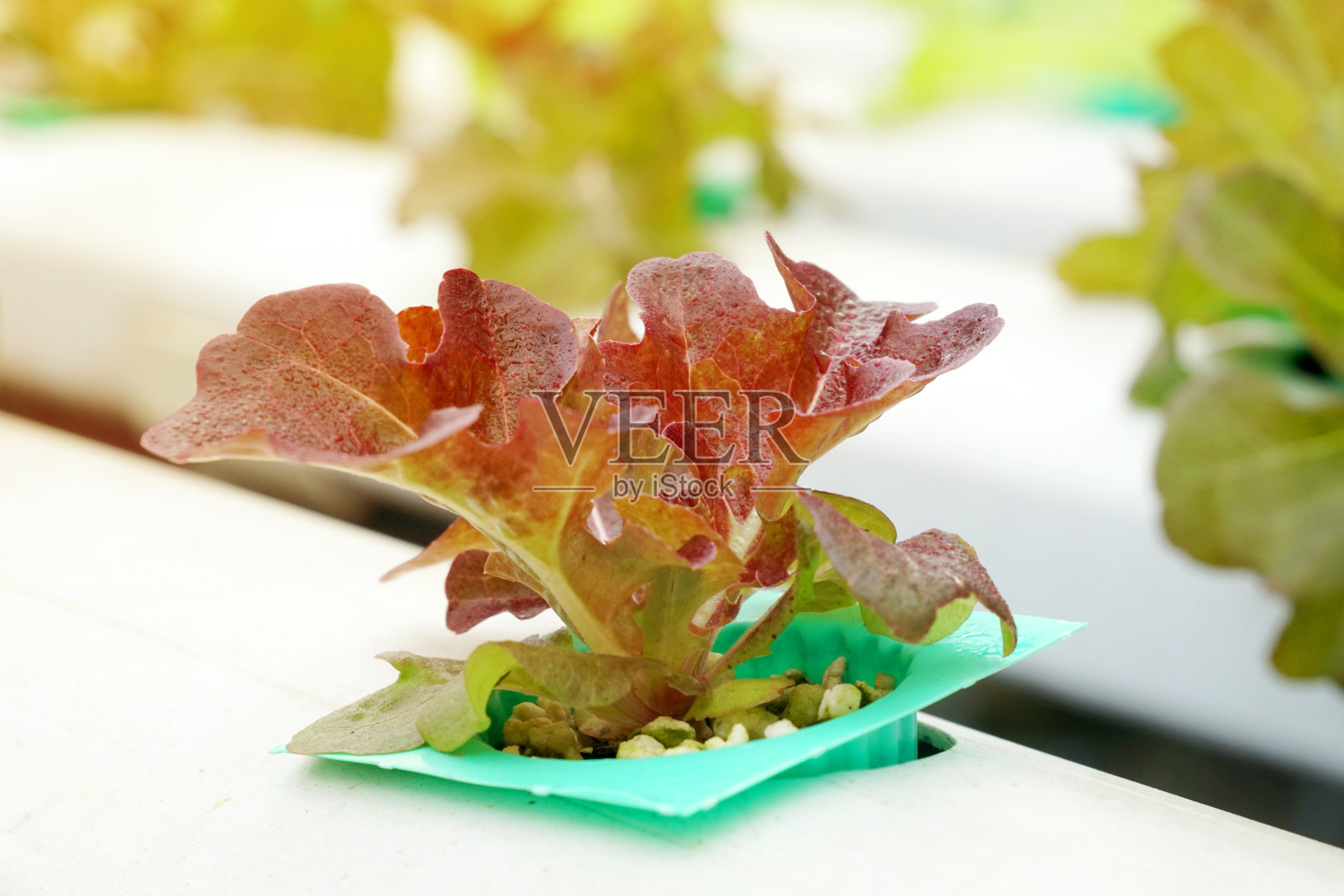 特写红色有机新鲜水培蔬菜或水培蔬菜农场的无土栽培-广泛用于制作蔬菜沙拉-现代农业照片摄影图片