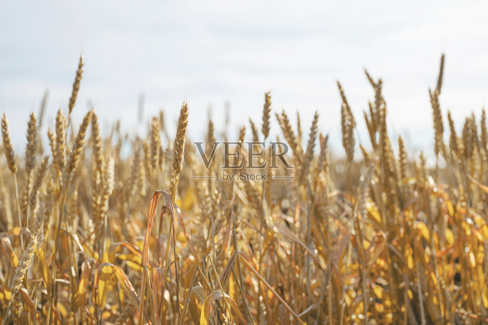 阳光灿烂的夏日，金黄成熟的麦穗覆盖着农田。照片摄影图片