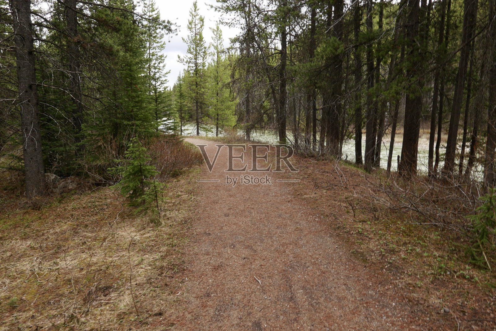 林中漫步照片摄影图片