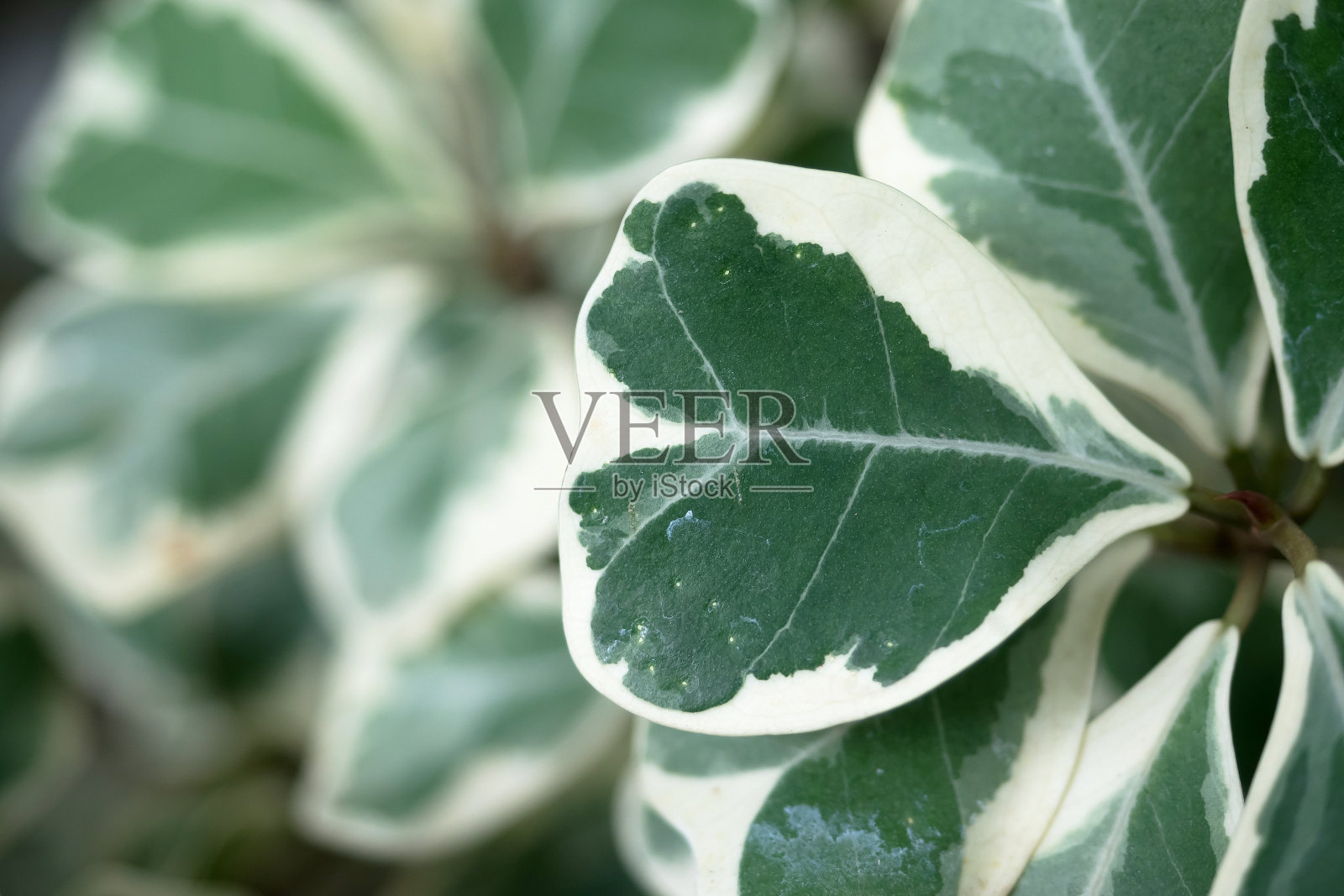 五加科植物或多聚物属植物的绿色和白色叶子的近照照片摄影图片