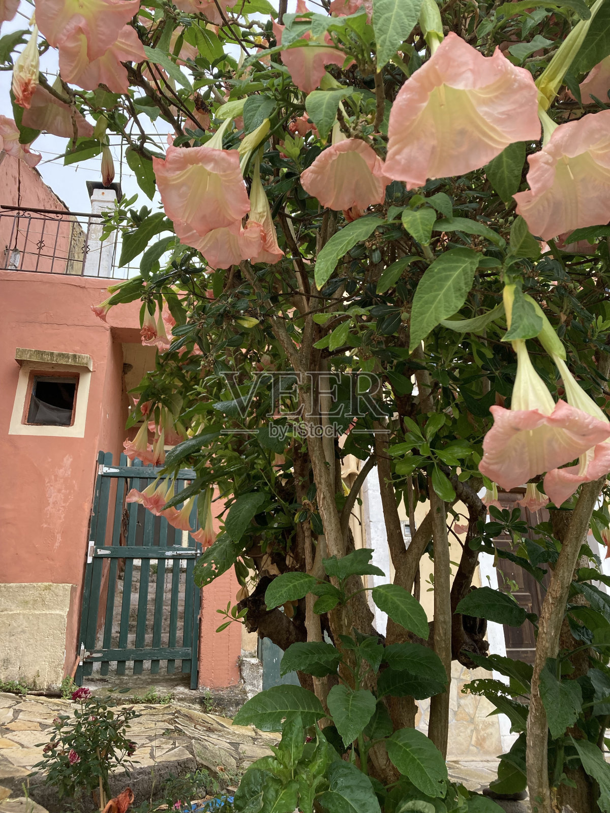 希腊-科孚-西纳拉德斯村照片摄影图片