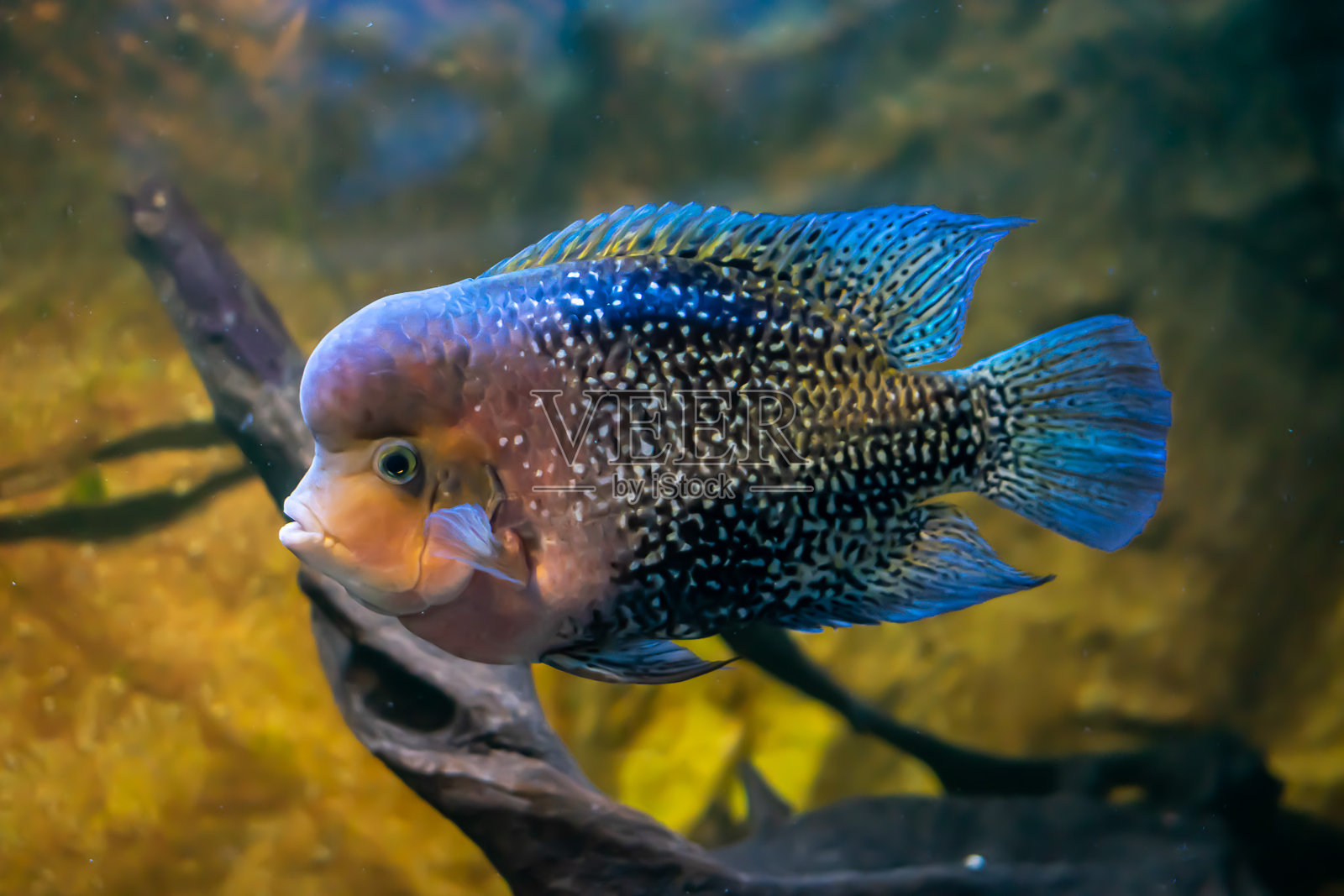 花角鱼在黄沙和根背景照片摄影图片
