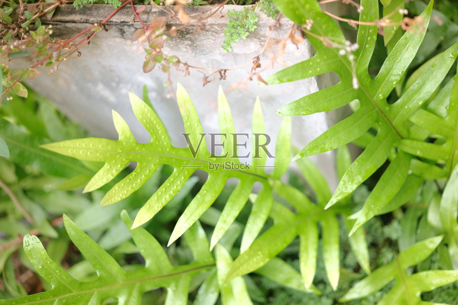 疣蕨叶，观赏叶，蕨类，概念自然背景照片摄影图片