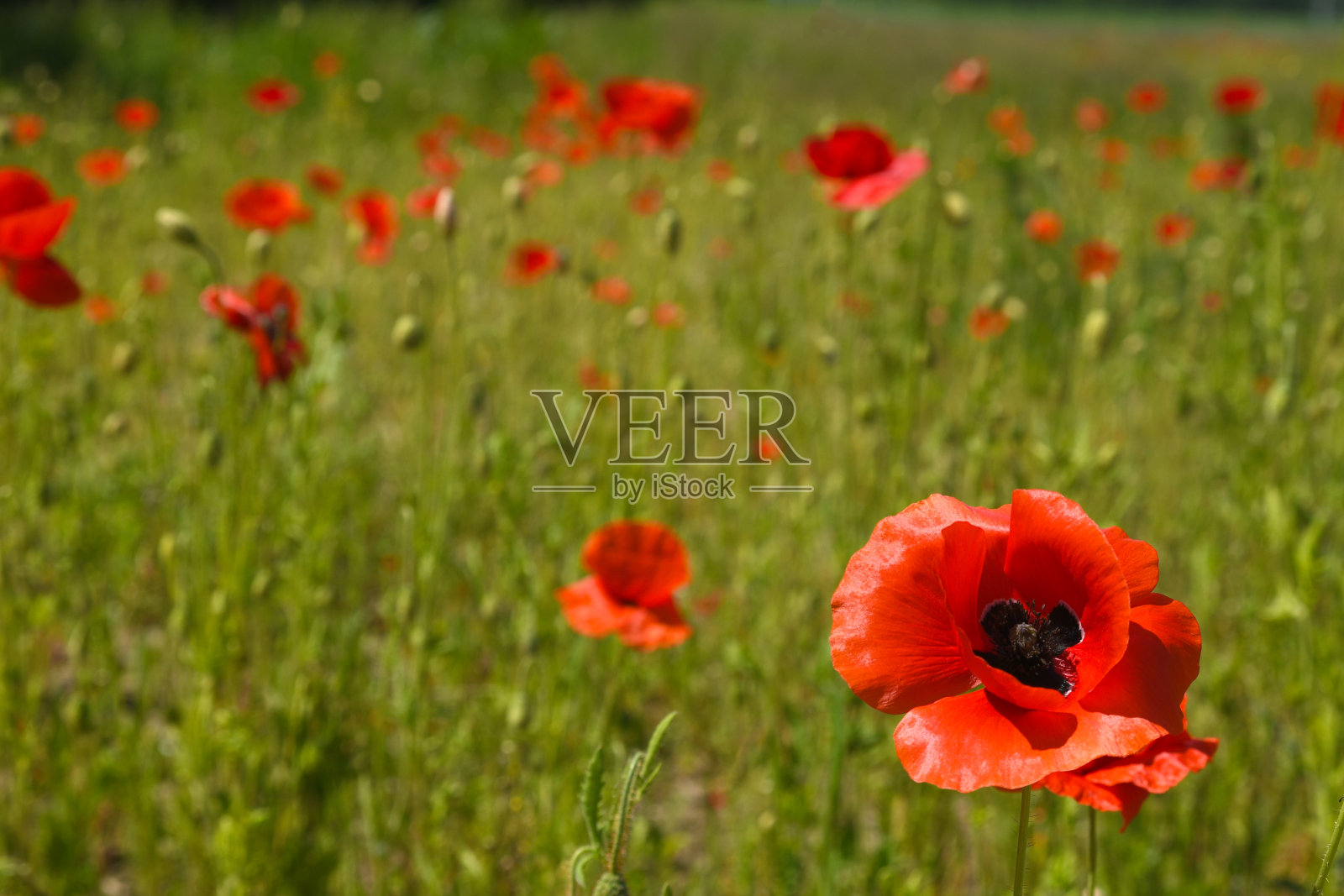 野罂粟照片摄影图片