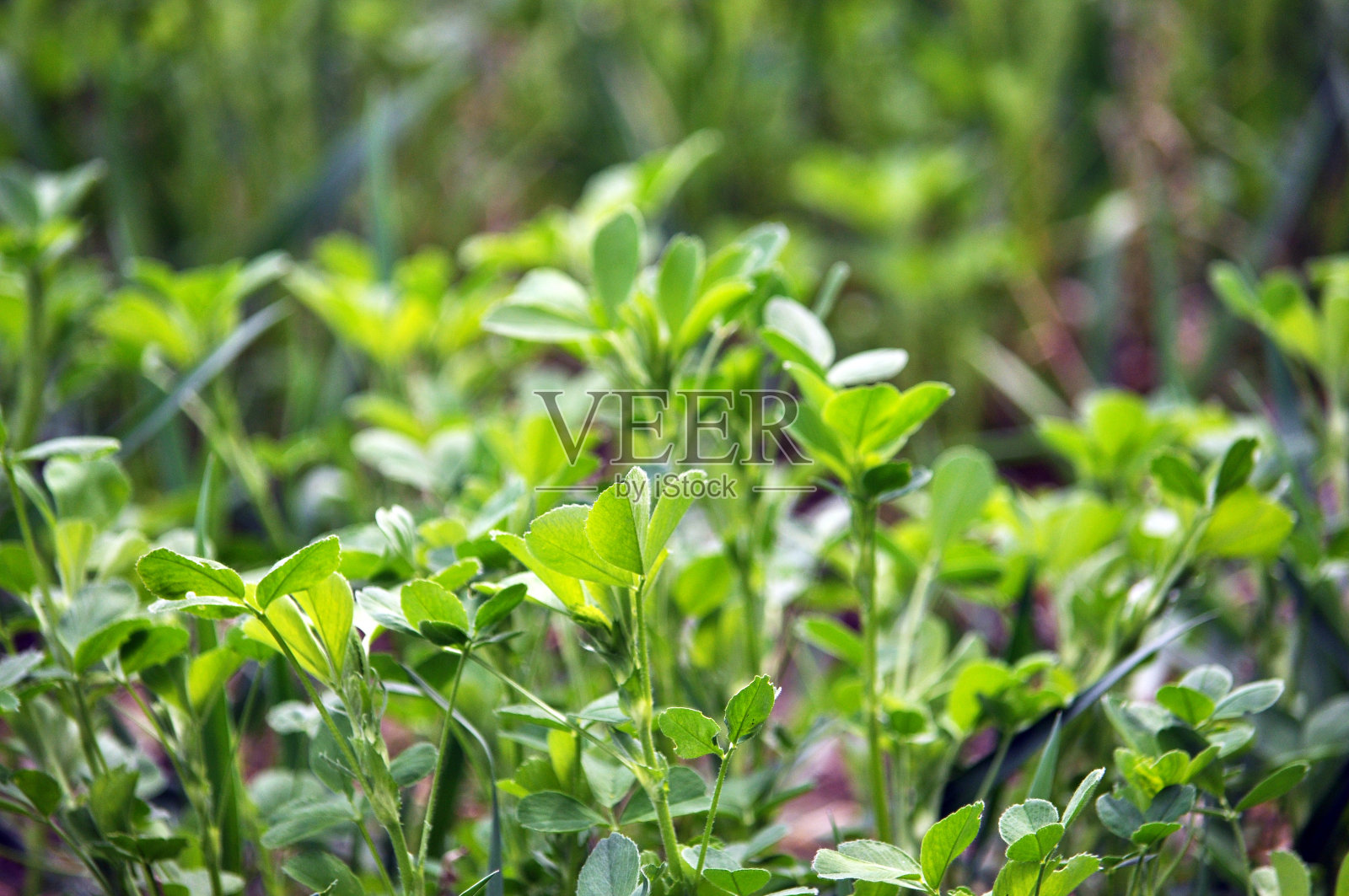 春天的田野里生长着紫花苜蓿幼苗照片摄影图片