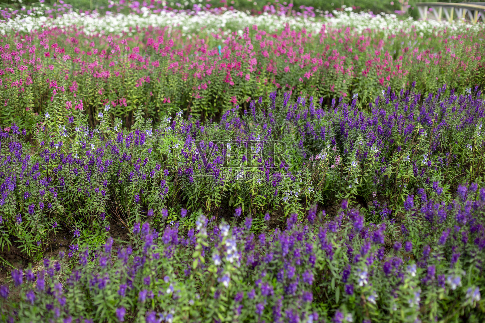 公园里五颜六色的花田照片摄影图片